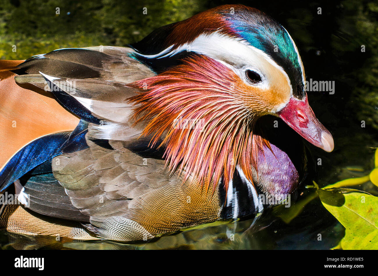 Portrait en gros plan d'un Canard mandarin (Aix galericulata), l'Australie Banque D'Images