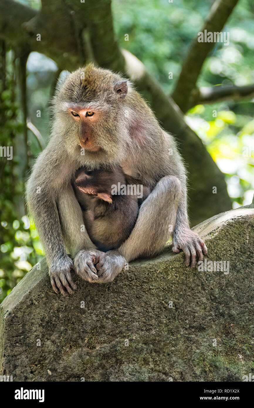 Portrait d'un singe à longue queue balinais et de l'enfant sacré, sanctuaire Monkey Forest, Ubud, Bali, Indonésie Banque D'Images