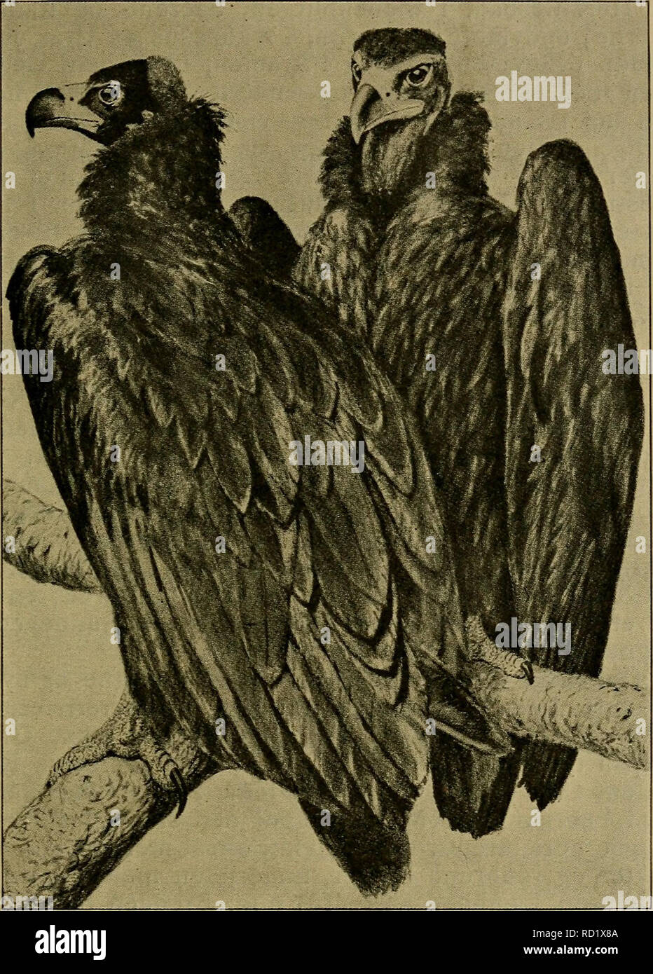 . Illustrerede haandbøger la faune ; den danske plus dyreverden... 159 (Arctia). Fig. 34. Graa Gribbe. (Efter Schiøler je Danmarks Fugle). Ved sin Taille, sine mørke rundagtige Naesebor Farver og kendes denne laissez Grib. fra de andre Gribbearter, der har vist sig son ogsaa j'Landet ; dens mørkdunede kendelig Miu gør den laisser. Ynglefugl Udbredt som i Spanien og Portugal, je Nord- Marokko, hvor er chien den sjaelden ogsaa tidligere, j'Algier, endvidere paa Sardinien, sicilien, Cypern, je enkeltvis Italien og je Sydøst-Europa til Ungarn, saaledes ved Nedre Donau,. Veuillez noter que ces images sont Banque D'Images . Illustrerede haandbøger la faune ; den danske plus dyreverden... 159 (Arctia). Fig. 34. Graa Gribbe. (Efter Schiøler je Danmarks Fugle). Ved sin Taille, sine mørke rundagtige Naesebor Farver og kendes denne laissez Grib. fra de andre Gribbearter, der har vist sig son ogsaa j'Landet ; dens mørkdunede kendelig Miu gør den laisser. Ynglefugl Udbredt som i Spanien og Portugal, je Nord- Marokko, hvor er chien den sjaelden ogsaa tidligere, j'Algier, endvidere paa Sardinien, sicilien, Cypern, je enkeltvis Italien og je Sydøst-Europa til Ungarn, saaledes ved Nedre Donau,. Veuillez noter que ces images sont Banque D'Images