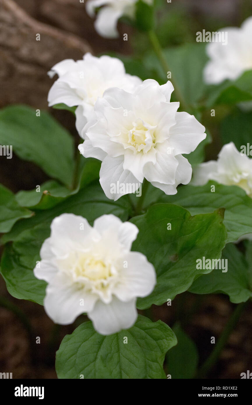Trillium grandiflorum f. polymerum «nowbunting' fleurs. Banque D'Images