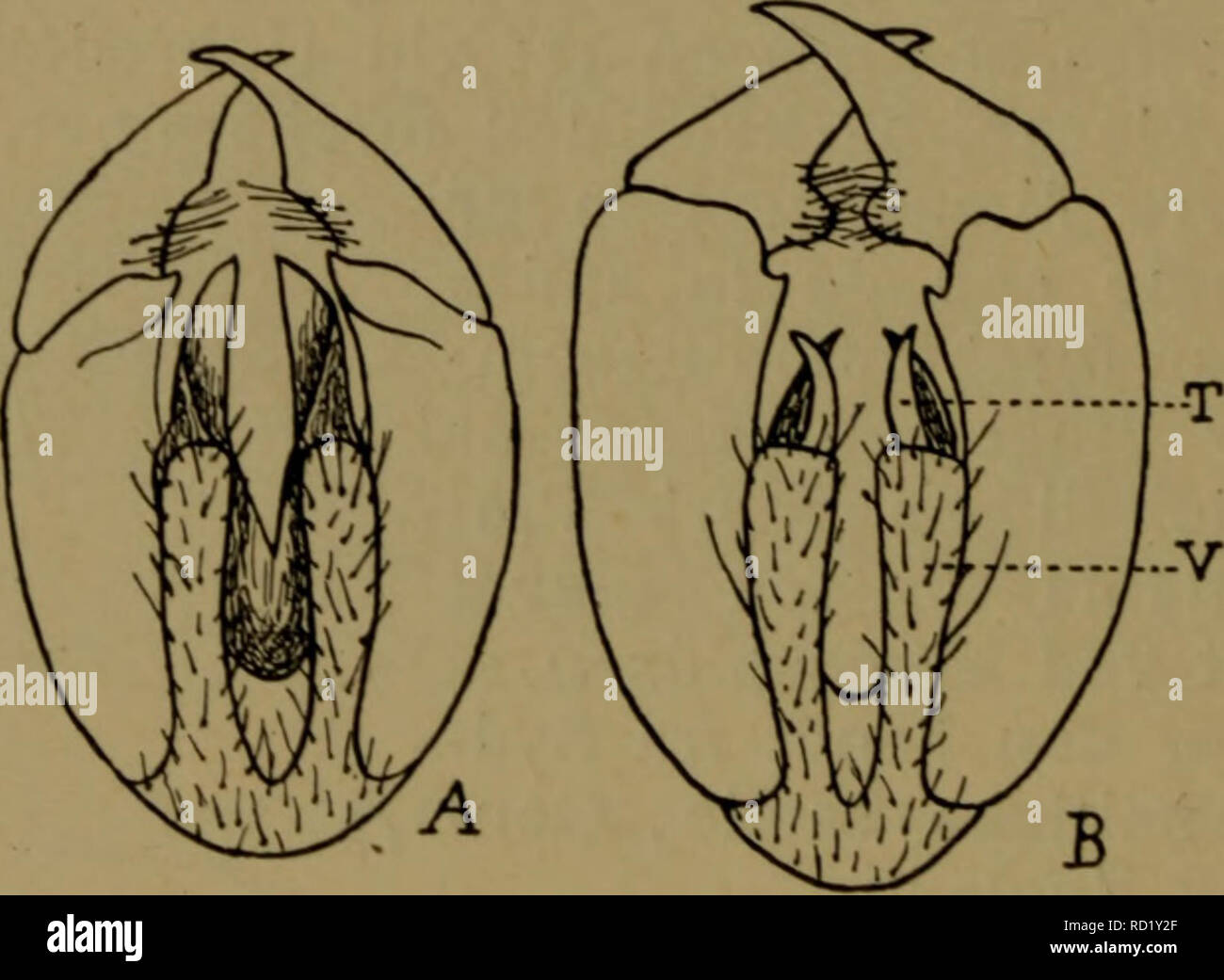 . Illustrerede haandbøger la faune ; den danske plus dyreverden... 88 - politiske kriterier fin. sidstnaevnte Le Hannens Vedhaeng foregaaende som hos Art. Vf. 25-34 mm. Juin-août. Almindeligste Vor Art, som vist findes overalt. Den varierer betydelig Vingernes Tegninger med hensyn til. Som hos cognata er Vingerne temmelig lange og société smalle og med elliptisk spid. Arten er udbredt sur hele Europa og ind je Sibirien. 3. P. germånica L. (Fig. 1,53B). Med Vingerne in Skaer gul- og med enkeltliggende mørkebrune Pletter,. Paa inderste Vingehalvdel Pletter indtil smaa. de feu Tvaer-. Fig. 53. Face inférieure un Banque D'Images
