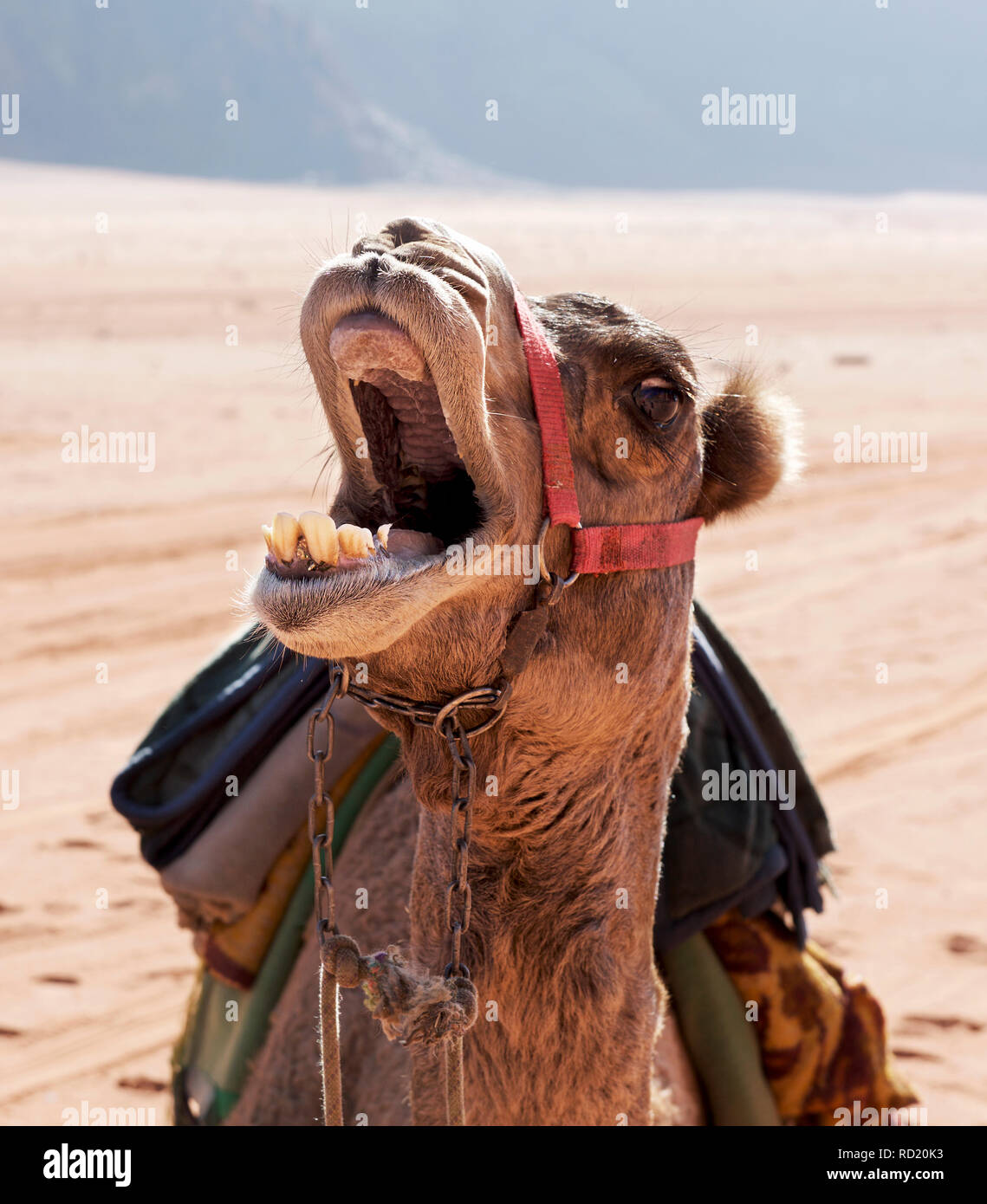 Portrait d'un chameau avec sa bouche ouverte, Wadi Rum, Jordanie Banque D'Images