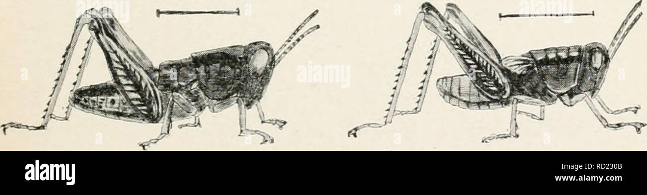 . Études élémentaires dans la vie d'insectes. Les insectes. FIG. 5. Nymphe d'IHelanoplus, première étape. Après Emerton. FIG. 6. Nymphe d'Slelanojrtus, deuxième étape. Après Emerton.. FIG. 7. Nymphe de Melanoplus, troisième étape. Après Emerton. FIG. 8. Nymphe de Melanoplus, quatrième étape. Après Emerton.. Veuillez noter que ces images sont extraites de la page numérisée des images qui peuvent avoir été retouchées numériquement pour plus de lisibilité - coloration et l'aspect de ces illustrations ne peut pas parfaitement ressembler à l'œuvre originale.. Hunter, Samuel John, 1866-1946. Topeka, Kansas. , Grue &AMP, le nom de l'entreprise Banque D'Images