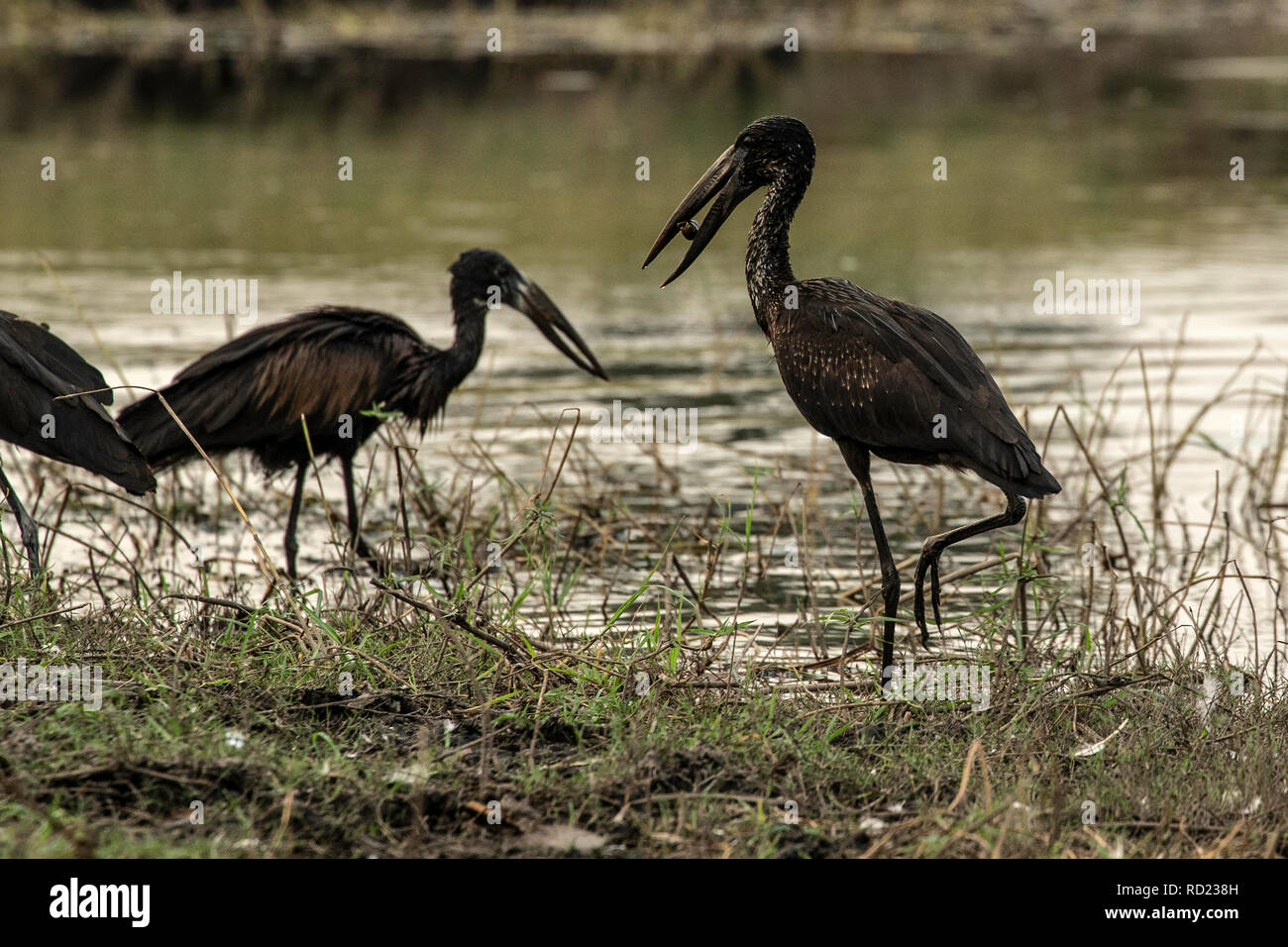 Cigognes à bec ouvert africain - African openbill Anastomus lamelligerus - - avec des crustacés ou les escargots par la rivière Chobe. Banque D'Images