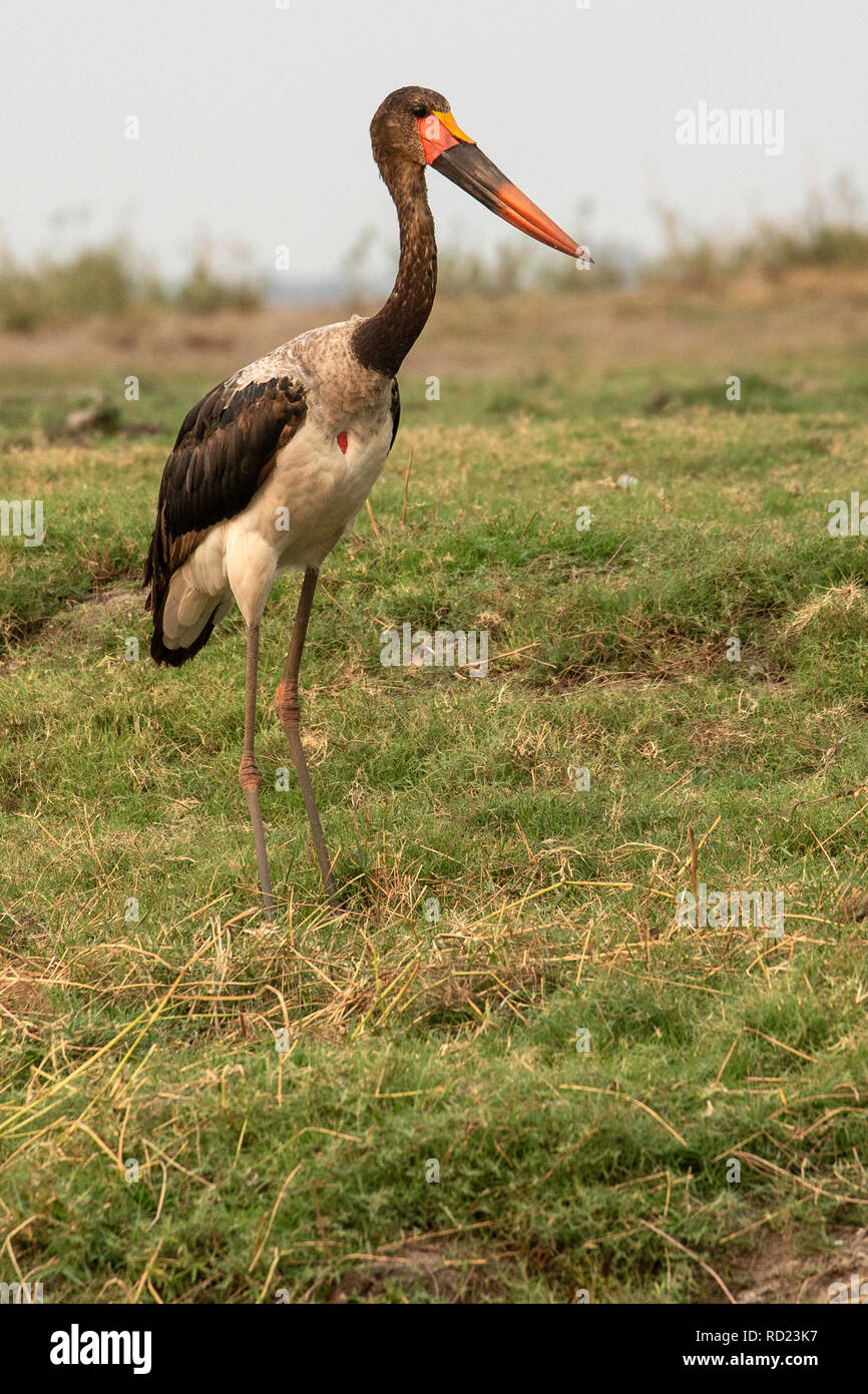 Le Saddlebill ou Saddle-billed Stork (Ephippiorhynchus senegalensis) pousse jusqu'à cinq pieds de haut et est la plus grande cigogne. Sur les rives de la Chobe Banque D'Images