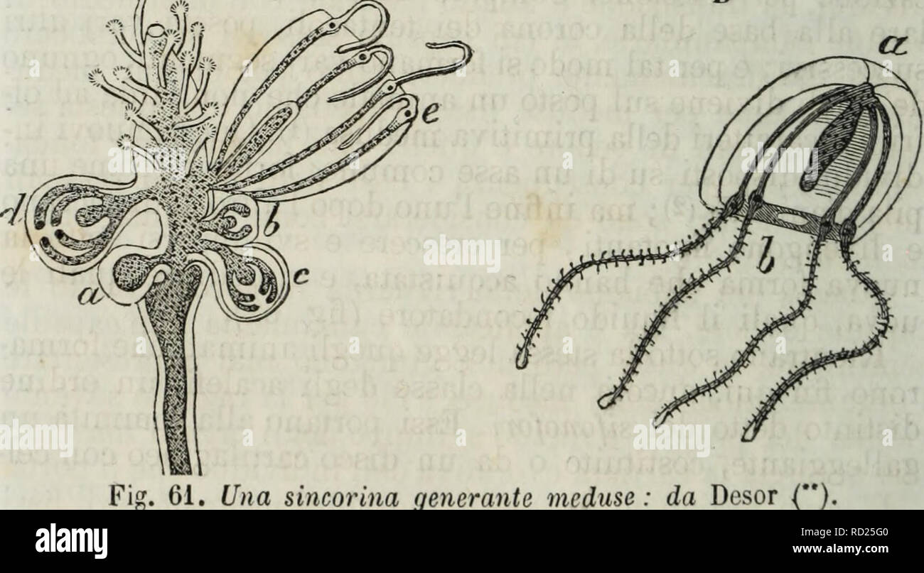 Tentacoli Banque D Image Et Photos Alamy