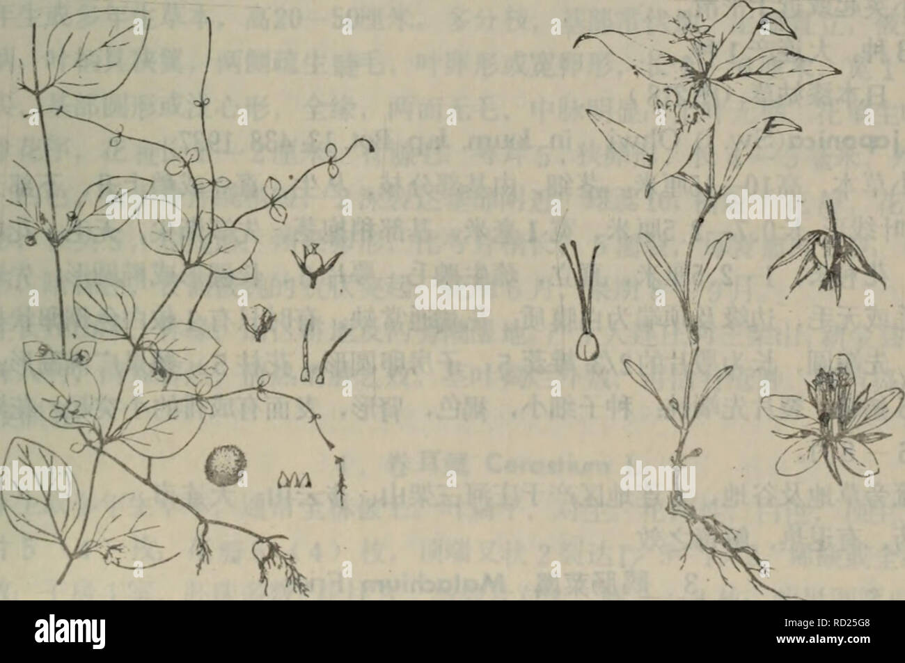 Da Lian Zhi Wu Zhi Di Qu Botanique A Aaº Aa 5c Aº A 2c C Ae C E Aea Ea A 1 Ai A Aaei E Ac Aec A E E C Aei A A Aµa I E E A C I Aae Cººae C A 1 Ec C I A A Aee I Ta A C Aºee E 4a Ci A A E Aae A Aae I C A E A A Cªeµ