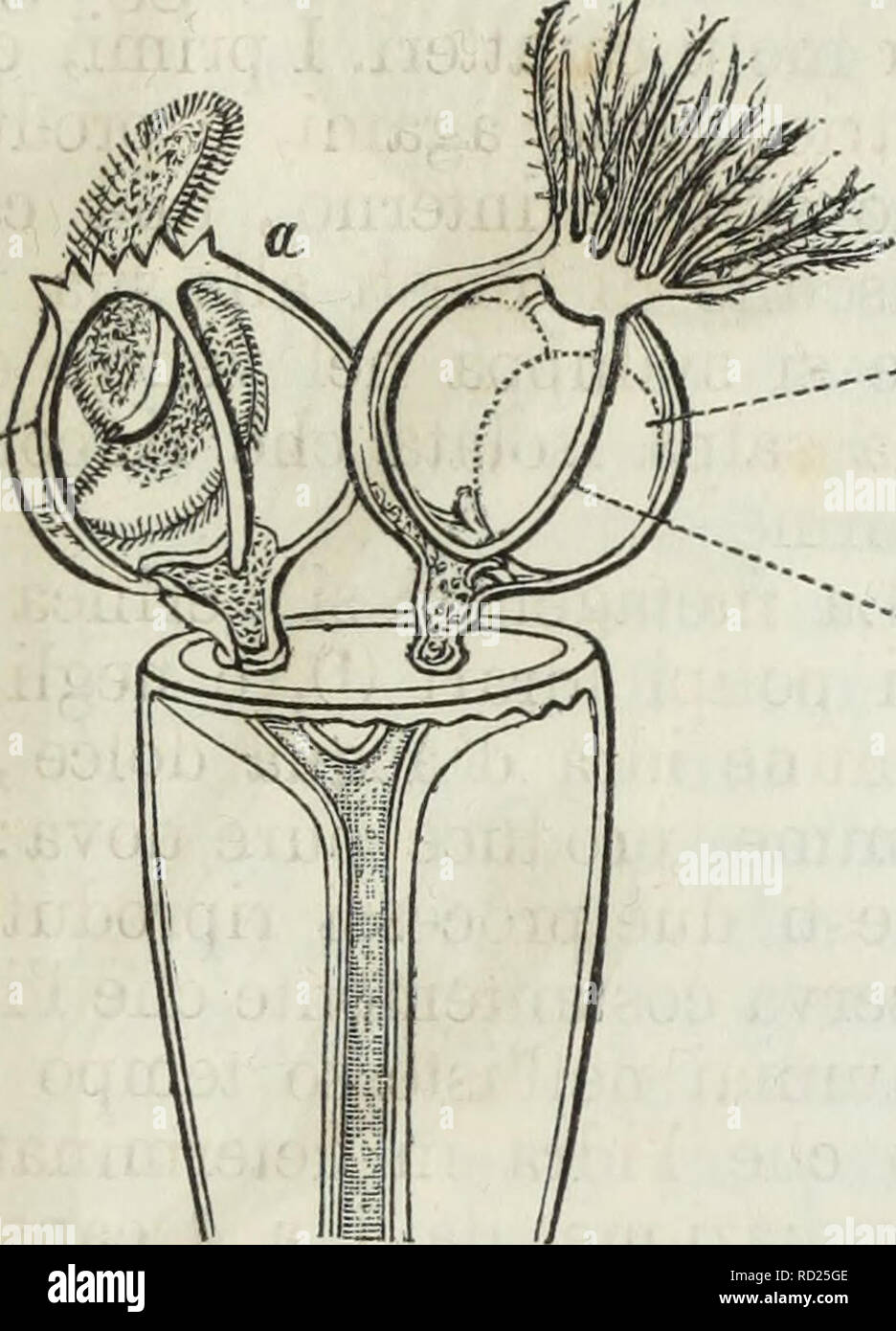 . Fonctions sur les riproduttive degli animali delle dans tous complemento'edizione italiana del Corso Elementare di Zoologia del signor Milne Edwards. Animaux - la reproduction ; Zoologie. RIPRODUTTIVE FONCTIONS. 85 aggregati, venir altre espèce campanularie sincori di e le- ne, producono nell'istesso modo vere incontrastabili medu- se , le quali si distac cano- polipajo dal, e si fanno libere e nuotanti nell'acqua, prima che en ra- anco esse si svilup- pino le uova (fig. 60 e 61). Ces nouveaux pro- duzioni dei polipi idra- ri, nel seno delle quali tosto o tardi si produ- cono uova, sono, sono individui organi Banque D'Images