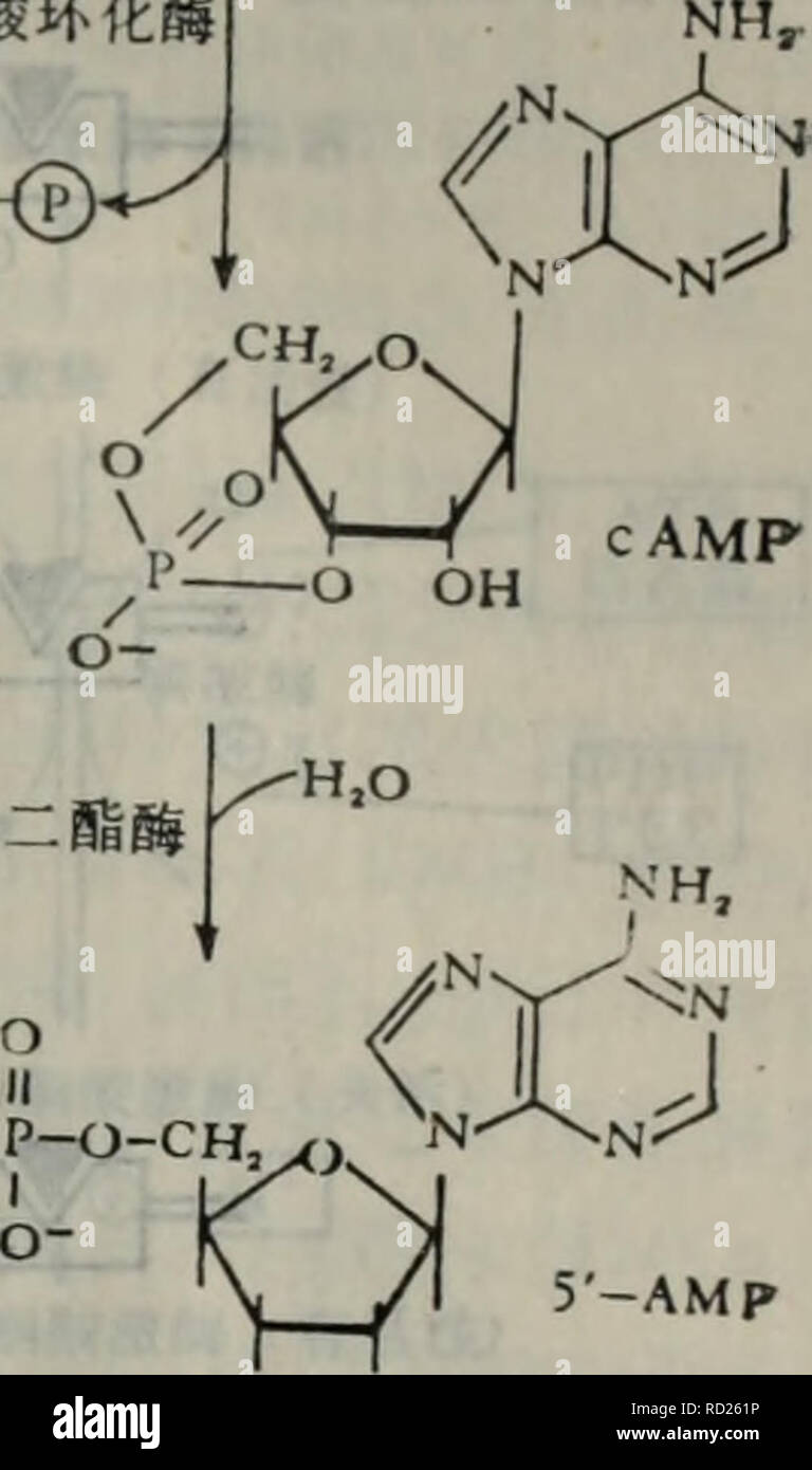 Dai Dai Xie Xie Tang Ji Qi Tiao Kong Yu Il Suan Dai Xie Botanique Oh
