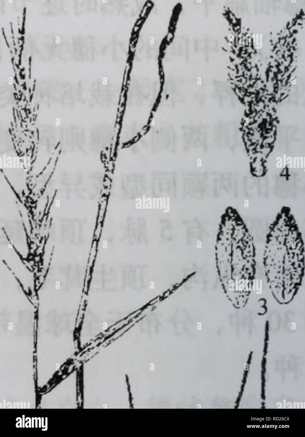 Da Zhi Shan Bie Wu Zhi Botanique Kromeriz86 E 1 ªi Ae Ae2 A C C 3 A E 4 A Aeee E E Ea A A A A C E I E C 34ae C Ae E Eae A A A I C Aec I E A 16 C Ae I Ea Ca E A ºa A A E I I A C Ae A E I E 911ae C I Ae Ei Ee 5e I Aºceaea Aºae
