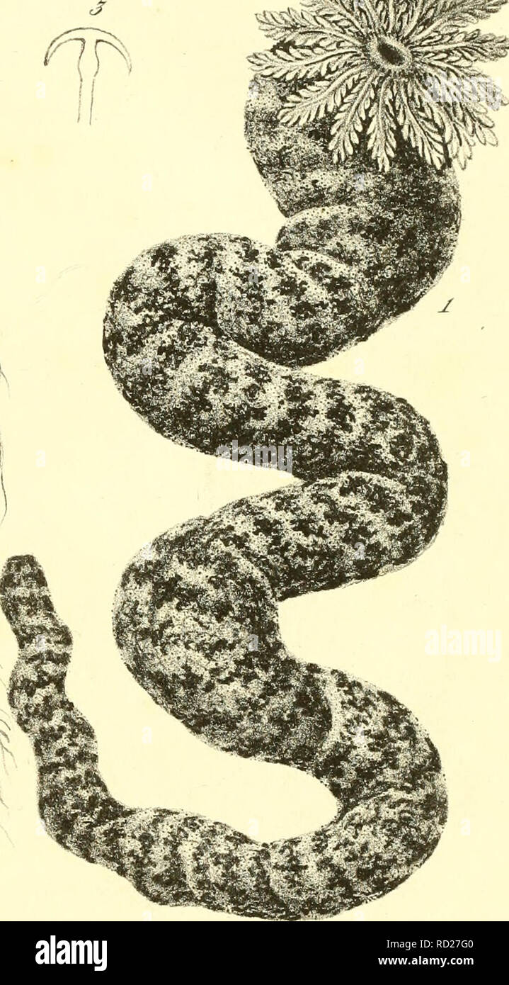. De holothuriis. Les holothuries. . Veuillez noter que ces images sont extraites de la page numérisée des images qui peuvent avoir été retouchées numériquement pour plus de lisibilité - coloration et l'aspect de ces illustrations ne peut pas parfaitement ressembler à l'œuvre originale.. J©Þger, Wilhelm Friedrich, 1812-1834. Gessnerianis Turici, typis Banque D'Images