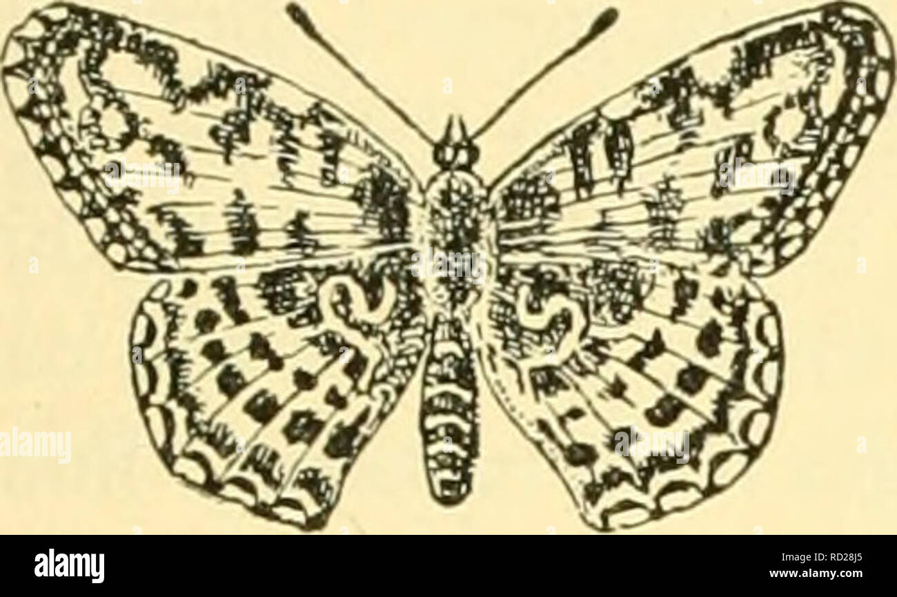 . La biologie élémentaire ; une introduction à la science de la vie. La biologie. CONDITIONS POUR LE DÉVELOPPEMENT 287 le plumage blanc de la ptarmigan en hiver (Fig. 122), et le manteau d'hiver blanc de la belette et d'autres animaux, ont été associés dans nos esprits avec la neige. Mais ex- periments ont montré que la modification de la pigmentation est due à une baisse de la température. Et d'observation a montré qu'il ne coïncide pas toujours avec l'apparition de la neige. Un autre effet de la température sur le développement est illustré par les expériences faites sur les insectes et autres animaux. Il n'y. Veuillez n Banque D'Images