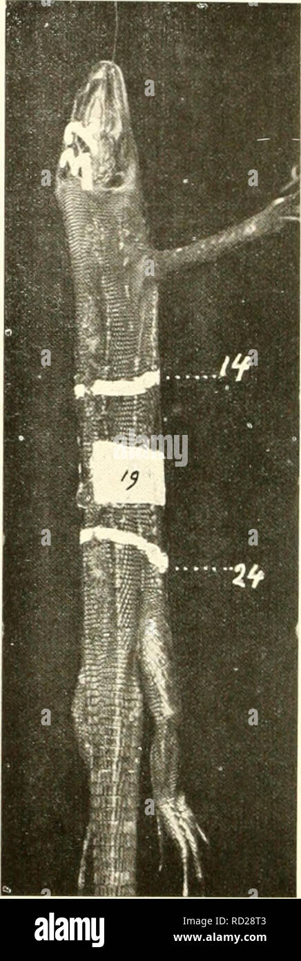 . De dermatomerie bij de hagedis (Lacerta viridis). Système nerveux ; Lacerta viridis. K(organisme gérant : je !, de l'IVI(.j:iii-. U FdTO, 1IA(;ED1S:iJ.. Veuillez noter que ces images sont extraites de la page numérisée des images qui peuvent avoir été retouchées numériquement pour plus de lisibilité - coloration et l'aspect de ces illustrations ne peut pas parfaitement ressembler à l'œuvre originale.. Trigt, H. van. Rotterdam : [Pays-Bas] Proefondervindelijke Bataafsch Genootschap der Wijsbegeerte te Rotterdam Banque D'Images