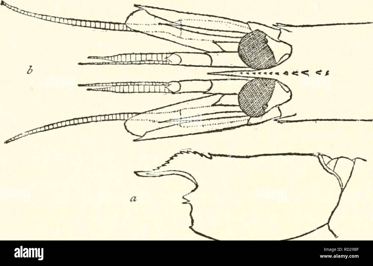 . Crustacés de la côte nord-ouest de l'Amérique du Nord ... Les crustacés -- Amérique du Nord. 104 RATHBUN. Arquée au-dessus de l'œil, et armés de 12 à 14 petites dents ; la partie postérieure 3 ou 4 derrière l'orbite, la face postérieure 2 nettement séparée de la plaça d'autres ; l'est beaucoup appuyée, l'obsolescence des ; le tiers distal de la tribune est "Straight, horizon- tal ou deflexed légèrement aiguë, non armés, au-dessus, meublé avec i ou 2 dents ci-dessous ; membre inférieur très étroit. Épine antennaire bien développés, pterygostomian très faible. Yeux Grands, piriformes.  ^ c- . Â ¢ â ¢ c. .-^ ^ ' CM t un Banque D'Images
