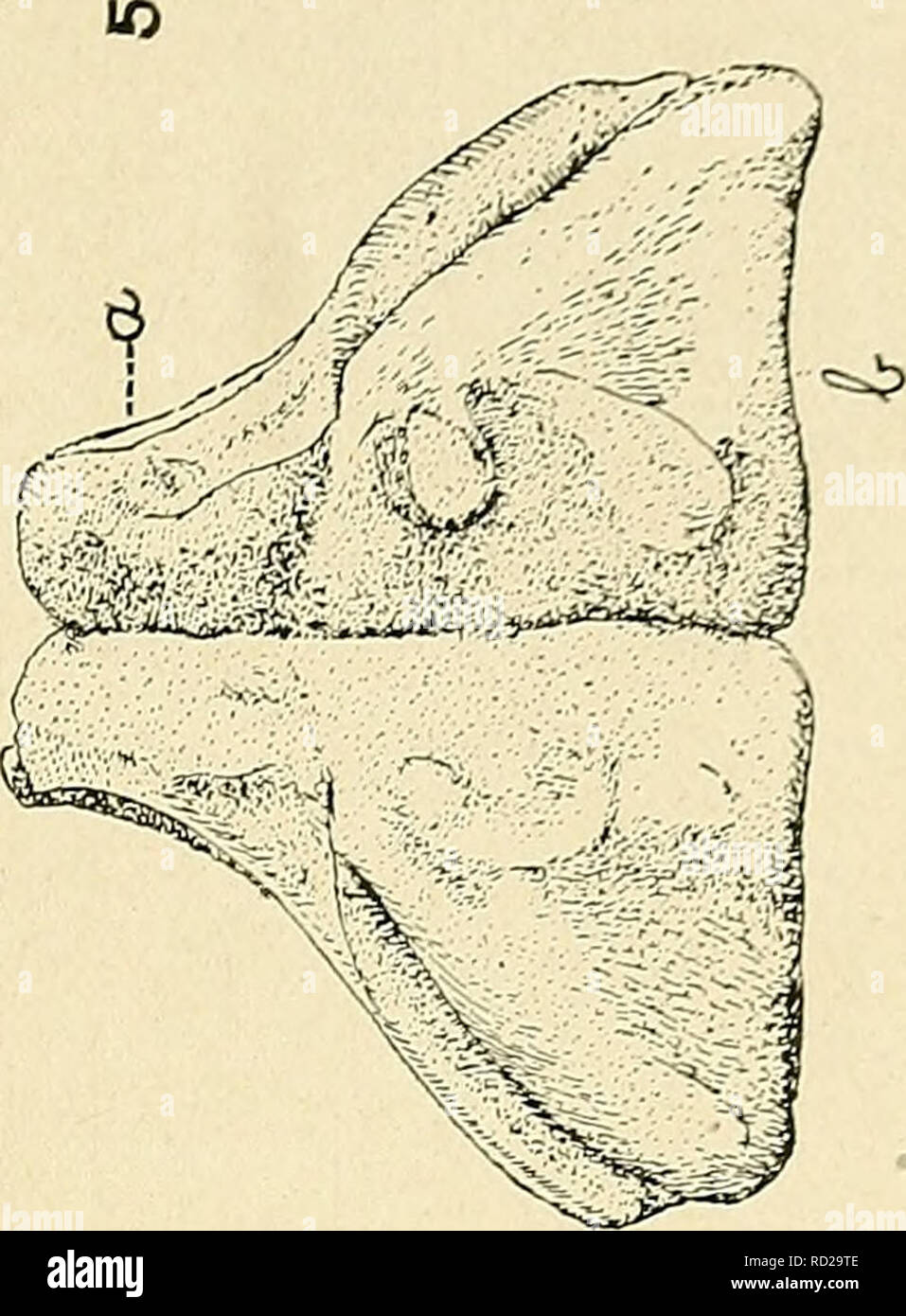 . L'expédition de la vallée de la mort. Un relevé biologique de certaines régions de la Californie, le Nevada, l'Arizona et l'Utah. Zoologie, Botanique, histoire naturelle. j'jK --". Veuillez noter que ces images sont extraites de la page numérisée des images qui peuvent avoir été retouchées numériquement pour plus de lisibilité - coloration et l'aspect de ces illustrations ne peut pas parfaitement ressembler à l'œuvre originale.. Fisher, A. K. (Albert Kenrick), 1856-1948 ; Stejneger, Leonhard, 1851-1943 ; Gilbert, Charles Henry, 1859-1928 ; Riley, Charles C. (Charles Valentine), 1843-1895 ; Stearns, Robert E. C. (Robert Edwards Carter), 1827-1909 ; Merriam, C Banque D'Images