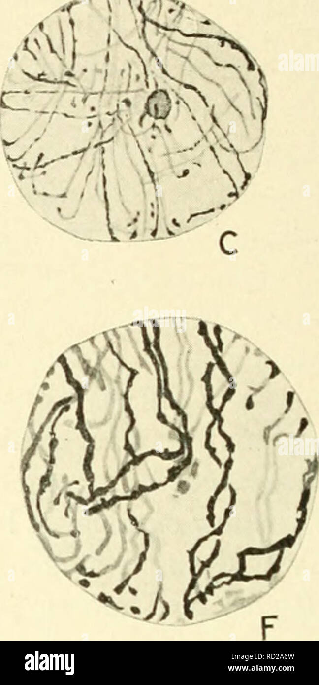 . La cytologie, avec une référence particulière à la noyau de ...