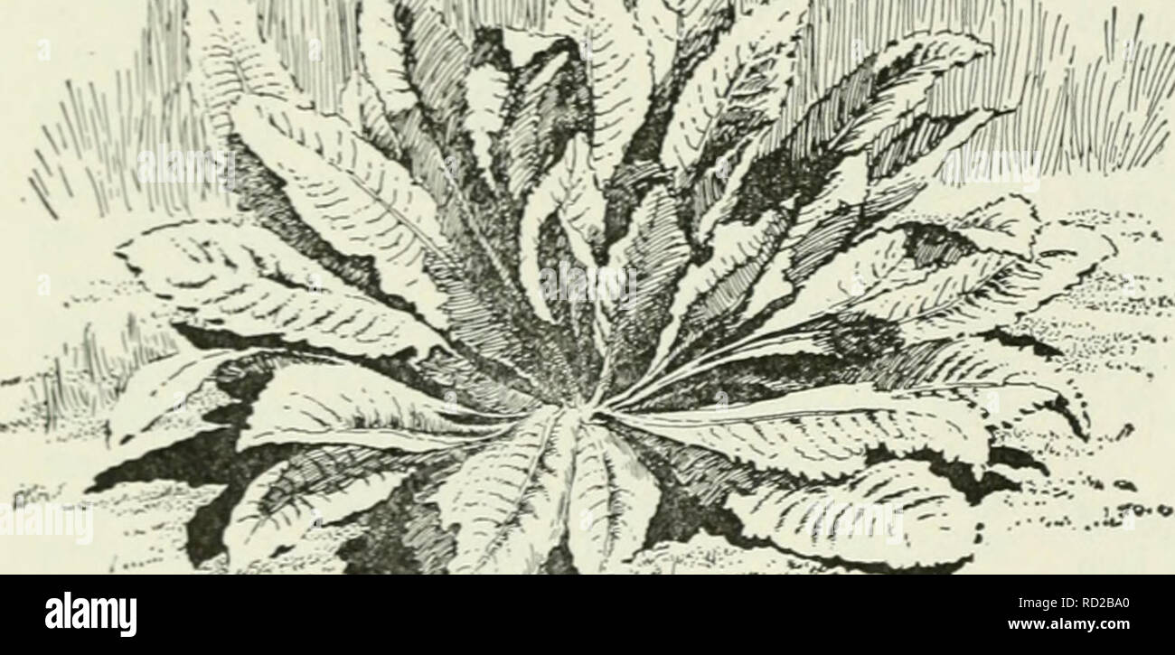 . Cyclopedia de cultures agricoles : une étude des cultures populaires et des méthodes de récolte aux États-Unis et au Canada. Agriculture -- Canada, Agriculture -- United States ; produits de la ferme -- Canada ; produits de la ferme -- United States. Le TÉOSINTE CARDÈRE conditions ici en face de produc- tion intensive de rendu non rentable. La commercialisation. Le producteur de la culture g:oes au concessionnaire ou à l'intermédiaire. Le prix a varié de cinquante cents par mille (un taux non rentables) à deux dollars et même plus, bien";h le dernier prix n'a pas été atteint dans de nombreuses années. Au cours des dernières années, le prix a été quatre-vingt-dix cents à Banque D'Images . Cyclopedia de cultures agricoles : une étude des cultures populaires et des méthodes de récolte aux États-Unis et au Canada. Agriculture -- Canada, Agriculture -- United States ; produits de la ferme -- Canada ; produits de la ferme -- United States. Le TÉOSINTE CARDÈRE conditions ici en face de produc- tion intensive de rendu non rentable. La commercialisation. Le producteur de la culture g:oes au concessionnaire ou à l'intermédiaire. Le prix a varié de cinquante cents par mille (un taux non rentables) à deux dollars et même plus, bien";h le dernier prix n'a pas été atteint dans de nombreuses années. Au cours des dernières années, le prix a été quatre-vingt-dix cents à Banque D'Images