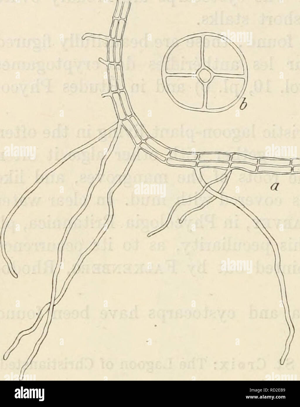 . Dansk botanisk arkiv. Les plantes Les plantes ; -- le Danemark. 272 Dansk Botanisk Arkiv, Bd. 3. N°1. La plante forme de petites touffes faible sur 1-l' g/cm de haut ; il a été découvert près de la surface de la mer, où est était constamment- baignée par les vagues. Il a quatre cellules pericentral (Fig. 2676). La base est constituée de filaments décombantes rampant fixé au substrat par des rhizoïdes sortir de la base de cellules de la fila- ment, parfois deux à partir de la même cellule (Fig. 267 a). Les cellules basales sont plus épais sur 150^", parfois jusqu'à 200/^ d'épaisseur et de la longueur des cellules environ 125// ; mais ces f Banque D'Images