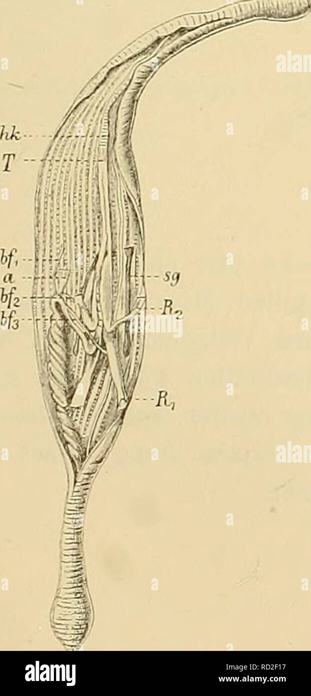 . Medicinisch-Naturwissenschaftlichen Denkschriften der Gesellschaft zu Jena. Sipunculus robustus Keferstein. Diese ist durch eine Art grosse Anzahl von Exemplaren vertreten, die von der normalen Beschaffen- heit nur durch die Anzahl der grössere Längsmuskelstränge abweichen. Un Rüssels zählte des base der ich 31, an der der Ursprungsstelle Retractoren 35 derselben. Ambon. Ambon. Phymosoma paciftcum Keferstein. Phymosoma ambonense n. sp. (Fig. 1, 2, 3.) Das grösste Exemple hat eine Länge von 14 cm, seine grösste Breite am Hinterende beträgt 7 mm ; der Rüssel rapide ist als der doppelt so lang e Banque D'Images