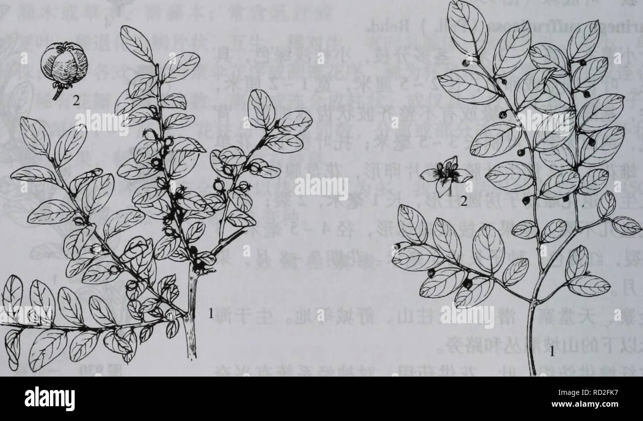 . Da zhi shan bie Wu Zhi. botanique. 658¤§å å"å±±æ ç¤¿§åç©å æ£ç'¢è¡¨¶è½å çae.1¨ã 2.å¶¯aeå çå ç"°Å°é'ï¼è ééåae ªï¼Éè È¼ç ±±56aeï¼é¿è²"ç" 1.éç°å ç ä'¶^Ph glaucus 2.å ç"¶¯çå æ å°Å°å¤ ï¼è ééå¼ae ªï¼Éè «è¼ç ±±4aeï¼aeèµ¤ç'"è²¶ae²aeå 2.ç ä'PJuflexuosus 1. Ä'å¹'èaeèPIl çèae¬ 3.1.éç matsumurae°å ç ä'¶ï¼å¾931) - Phyllanthus glaucus Wall, ex Muell. Ä' Arg. È½å¶¨ï¼é è¾¾ çae"4ç±³Ï¼Å ¨¯ãå ªae æ æ°aeç¤è²ãå»« ⇨¶åµå½¤ åå½' aeae-¿ï¼é¢24åç±³Ï¼Å ½1.5 2.5cm,®å ç" ï¼aeå ¯å°°Å°å¤ ¨ç¼ï¼èé Ï¼å'¢ç°ç¶aeç È²ï¼å »¿ï¼aeå¶Å°-ï¼å¿å®-ééåae ªï¼Ç ãè±°ç å¶⇨ aeµè Ï¼éè±æ°±è³ ä½aeµç Çï¼å¾çº¦10°2æ¯« ³ï¼è¼ç aeï¼å ç±56®½Åµå½ Ï¼é'"ç" è²ï¼è ºä½¿±çè . ï¼è4éè6±ä'ï¼éè¦« åç±å''åçäºéè±ä'Ä'-ï¼è±æ±ä Banque D'Images