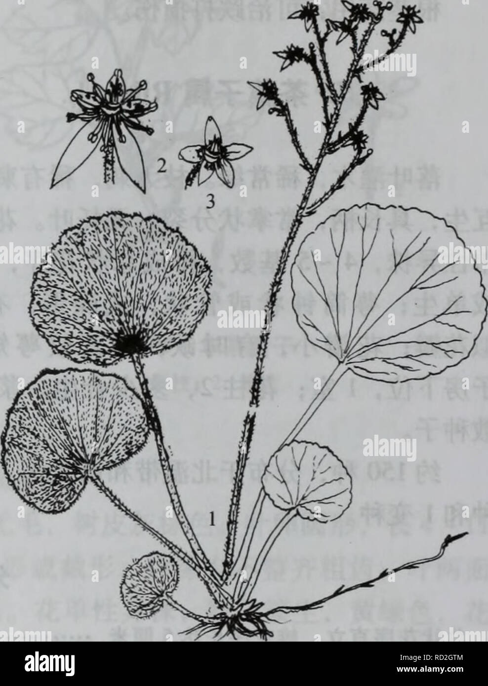 Da Zhi Shan Bie Wu Zhi Botanique ee Ec A Saxifragaceae 4955 Ee Ea Saxifraga L A Ci C A A Aeaºa Ceae Aec Caeaa ºca Aºcae Ci Eca C A Ae I E A A Iso Aea C A C A E Aec E I C I E ºc A Cº E I Aeaeae A C Aea Ae e E Aºi C Aci A