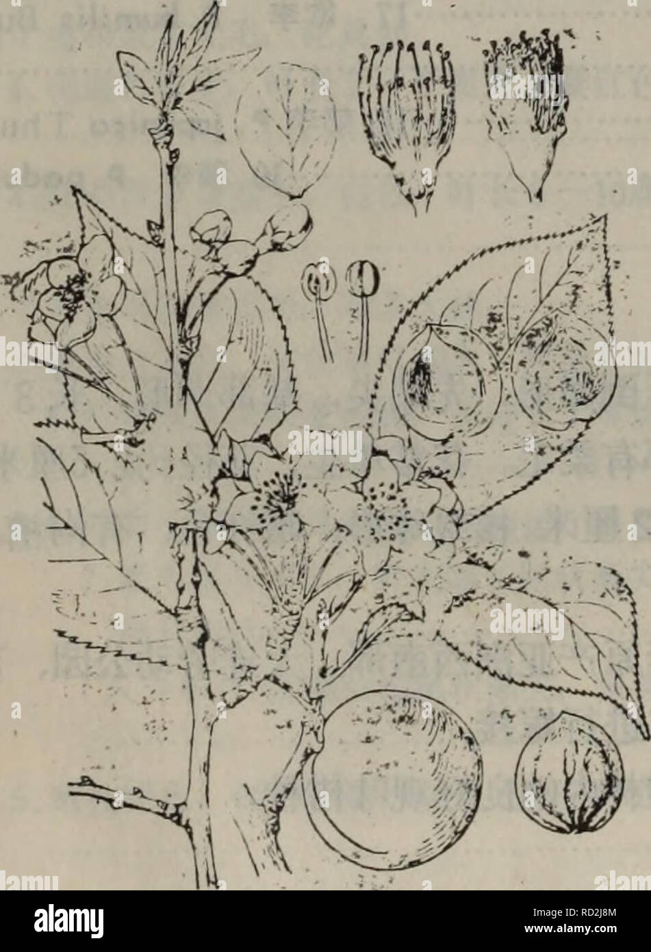 . Da lian zhi wu zhi di qu. botanique. 342. Veuillez noter que ces images sont extraites de la page numérisée des images qui peuvent avoir été retouchées numériquement pour plus de lisibilité - coloration et l'aspect de ces illustrations ne peut pas parfaitement ressembler à l'œuvre originale.. da lian di zhi wu zhi bian qu xie zu da lian zi ran bo wu guan. Banque D'Images