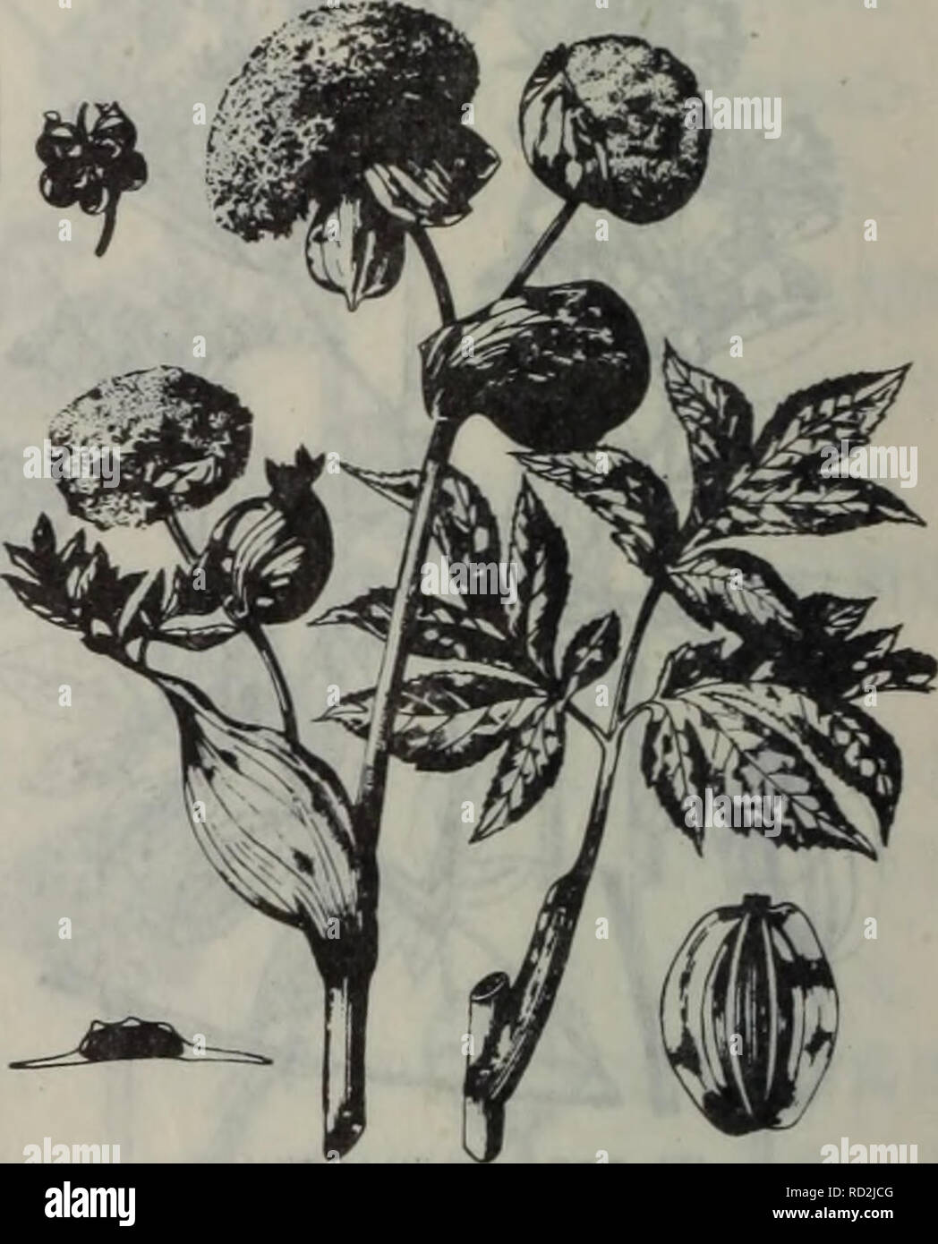 Da Lian Zhi Wu Zhi Di Qu Botanique C Ea I Eeaec Ae A E I E Aºc Ae Aeaaae Aea Ae C A E I e Ei Acaeeae Ec A Ae C I Ae C Ae A Ea 1ae Ae C I Aec Ae2ae I Ae Ce Ae2ae Ae C Ae Ae7 8 Aea Caºa A A Aea Aeºªaeµaeaaec I E Ae E C E