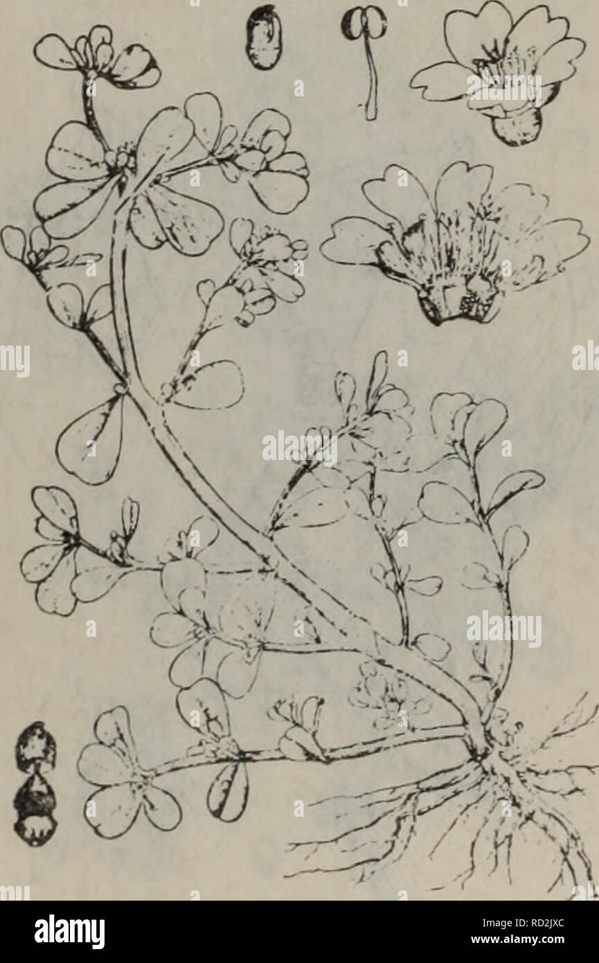 Da Lian Zhi Wu Zhi Di Qu Botanique 214 E A E C E Garndiflora Portulaca Crochet 213m E E C A Portulaca Oleracea L 184 Veuillez Noter Que Ces Images Sont Extraites De La Page Numerisee