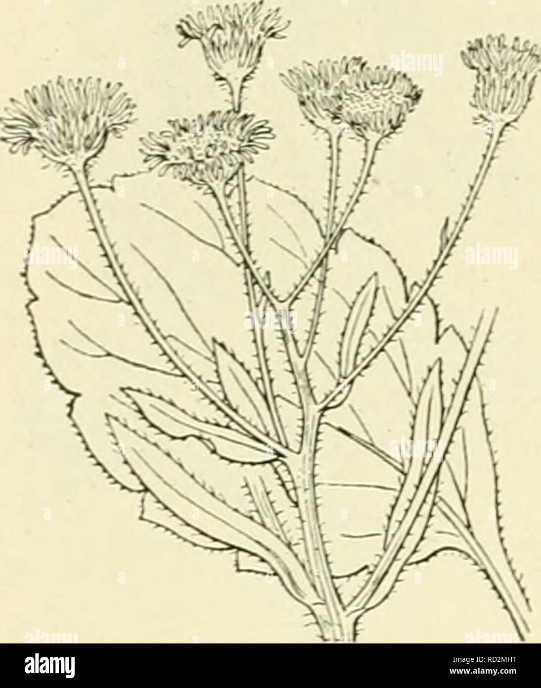 . De flora van Nederland. Les plantes. 358 â des composées. Â FAMILIE 109.. L'Erigeron annuus Fi ?. 435. vormend. Hoofdjes vrij groot. Langwerpig spatelvormig motorkapontgrendeling bladen-rencontré stompen top E. acer blz. 358. bb. Vrouwelijke randbioemen lintvormig straalbioemen alle, de nauwelijks uit- stekend. Takjes trosvormig. Dicht opeen Hoofdjes, ziir klein. E. canadensis blz. 359. cc. Alle bloemen. draadvormig Dans Hoofdjes grootte tusschen de beide vorige soorten. instaand Petite lijnvormig Bladen, crache ... E. linifolins blz. 360. E. annuus) 1 Pers. (Stenactis annua Nees., Aster annuus L., Stenactis bellidiflÃ³ra-) un Banque D'Images