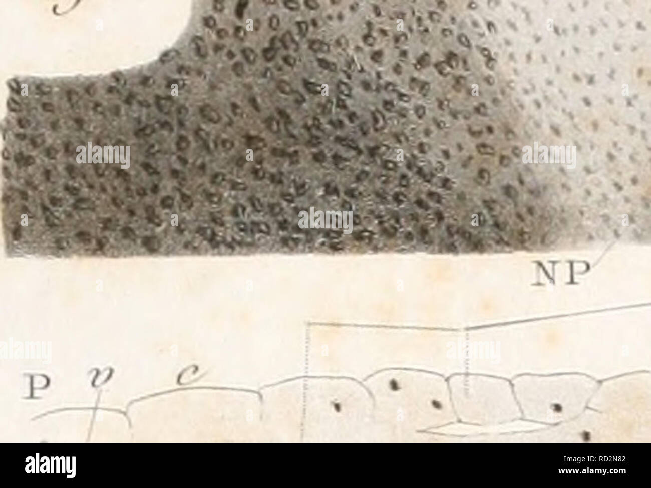 . De la formation du blastoderme dans l'uf d'oiseau. L'embryologie ; les oiseaux. Bû ?l. de,,- //. Eùt^^ ù j'c. / ?/ ?/.R. : 2( ;.Art. S, r/.J. n- J". A. Veuillez noter que ces images sont extraites de la page numérisée des images qui peuvent avoir été retouchées numériquement pour plus de lisibilité - coloration et l'aspect de ces illustrations ne peut pas parfaitement ressembler à l'œuvre originale.. Duval, Mathias, 1844-1907. Paris : G. Masson, Éditeur Banque D'Images