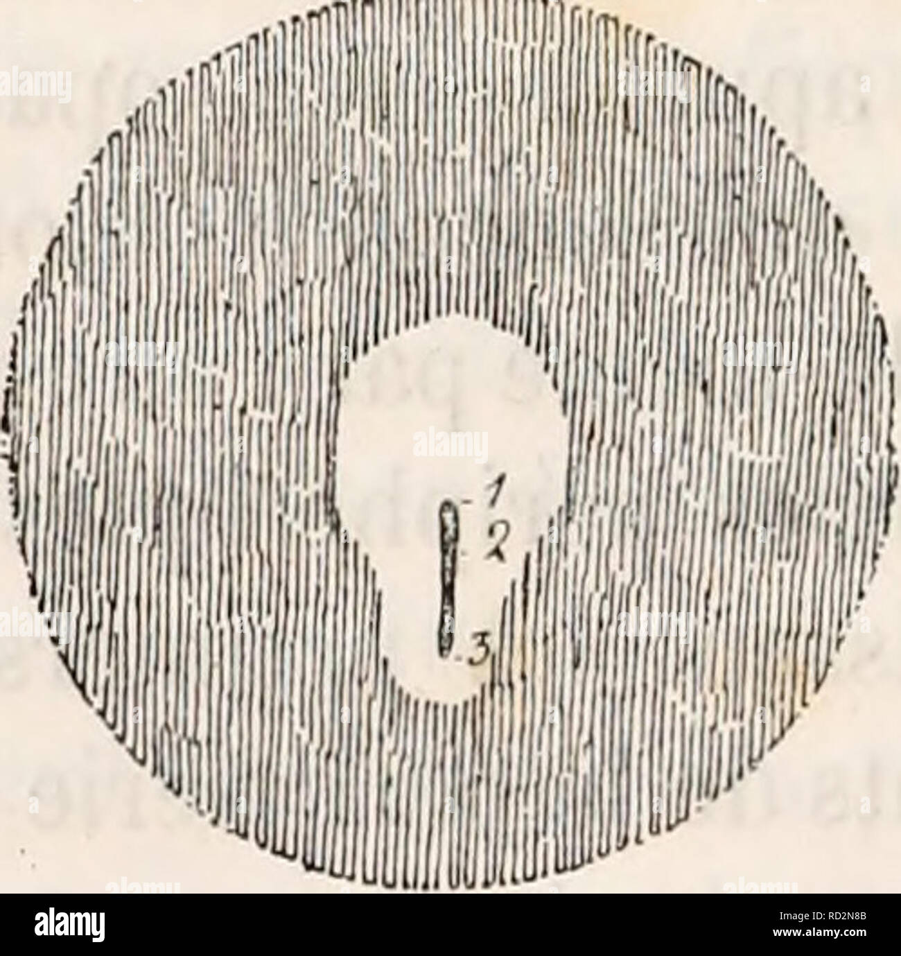 . De la formation du blastoderme dans l'uf d'oiseau. L'embryologie ; les oiseaux. ScliL'ina 60. ligne est apparue complètement primitif. Gomme nous l'avons dit ci-dessus (p. 148), comme le montre la figure 26 (p. 90 de la traduction française de Koelliker), the as les planches de notre précédent mémoire sur la ligne primitive, cette ligne, pendant sa formation et après qu'elle est apparue, &amp;ubit termium. des Nations unies en longueur, par lequel son extrémité l'article N° 5.. Veuillez noter que ces images sont extraites de la page numérisée des images qui peuvent avoir été retouchées numériquement pour plus de lisibilité - c Banque D'Images