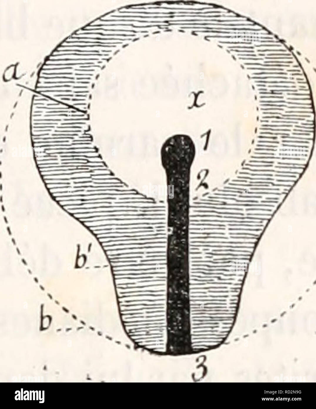 . De la formation du blastoderme dans l'uf d'oiseau. L'embryologie ; les oiseaux. Schüller©ma 52. Schüller©iiia Til !. pour origine l'interprÃ©tation de chiffres Schüller©matiques dans lesquelles il n'est tenu aucun compte de l'termium. relatif des diverses parties. Ajoutons que la mÃªme figure Schüller©ma- tique 52, Ã laquelle nous venons d'aboutir par une sÃ©rie de corrections, n'est pas encore suffisamment conforme Ã la rÃ©alitÃ©, et que, pour la rendre tout à fait exacte, il faudrait amoindrir sur les cÃ'tÃ©s l'Ã©tendue de l'aire transparente ; sur arriverait ainsi au Schüller©ma 53, c'est-Ã -dire Ã une fiizure sem- Banque D'Images
