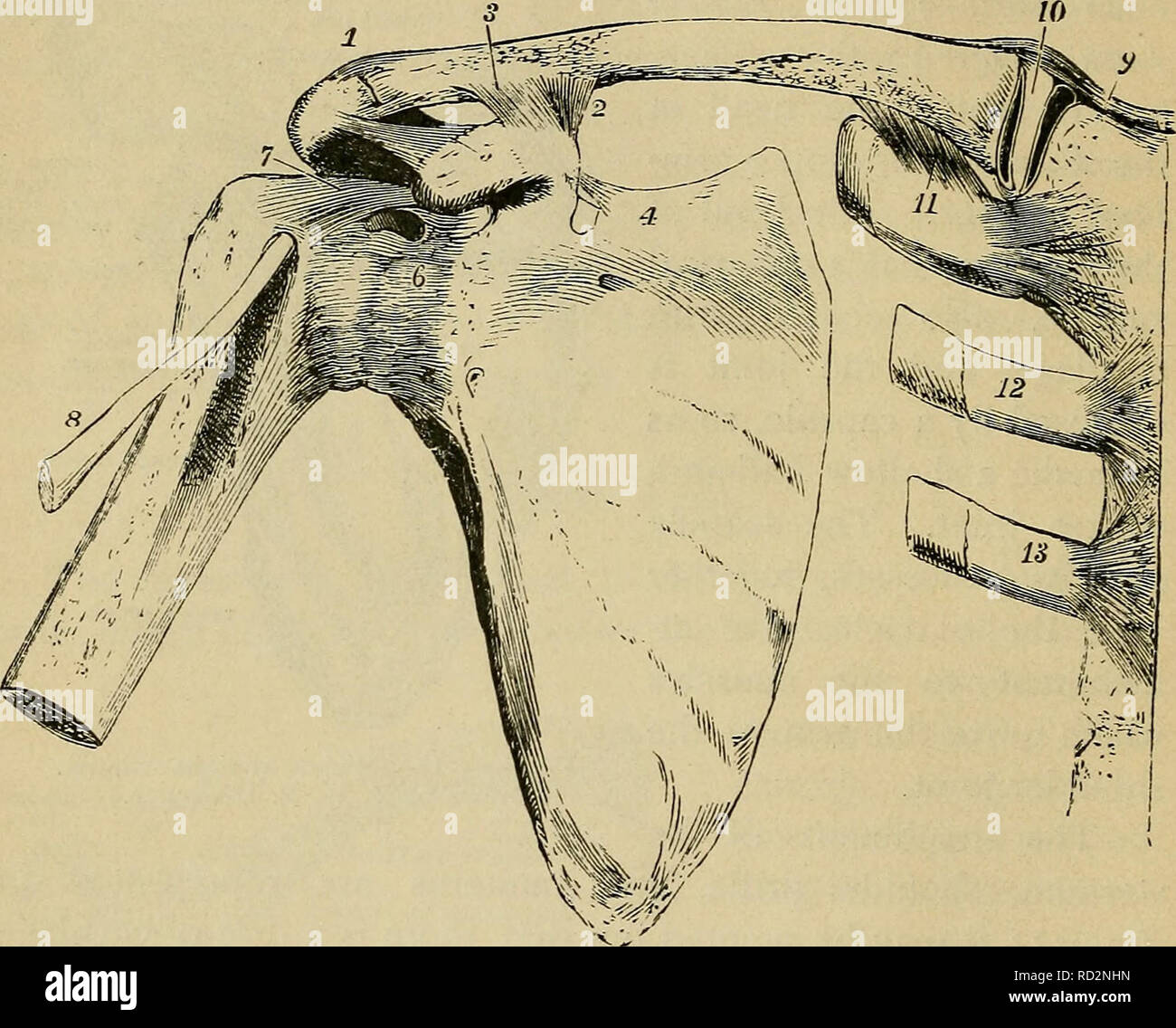. Physiologie élémentaire. La physiologie ; la physiologie. 40 physiologie élémentaire, devient plus large d'un côté à l'autre, et a deux surfaces articulaires appelée la trochlée et capitelhim. Ces surfaces articulaires sont à la fois d'avant en arrière, convexe mais la trochlée, qui articule avec le cubitus, est concave d'un côté à l'autre ; alors que le capitellum, qui articule avec le rayon,. Fig. 23- -Vue de l'avant des articulations de l'épaule-os. Thomson.") (Allen, J'ai l'articulation acromio-claviculaire ; 2, 3, et conoïde, trapèze partie du ligament coraco-claviculaire ; 4, près de l'suprasc Banque D'Images