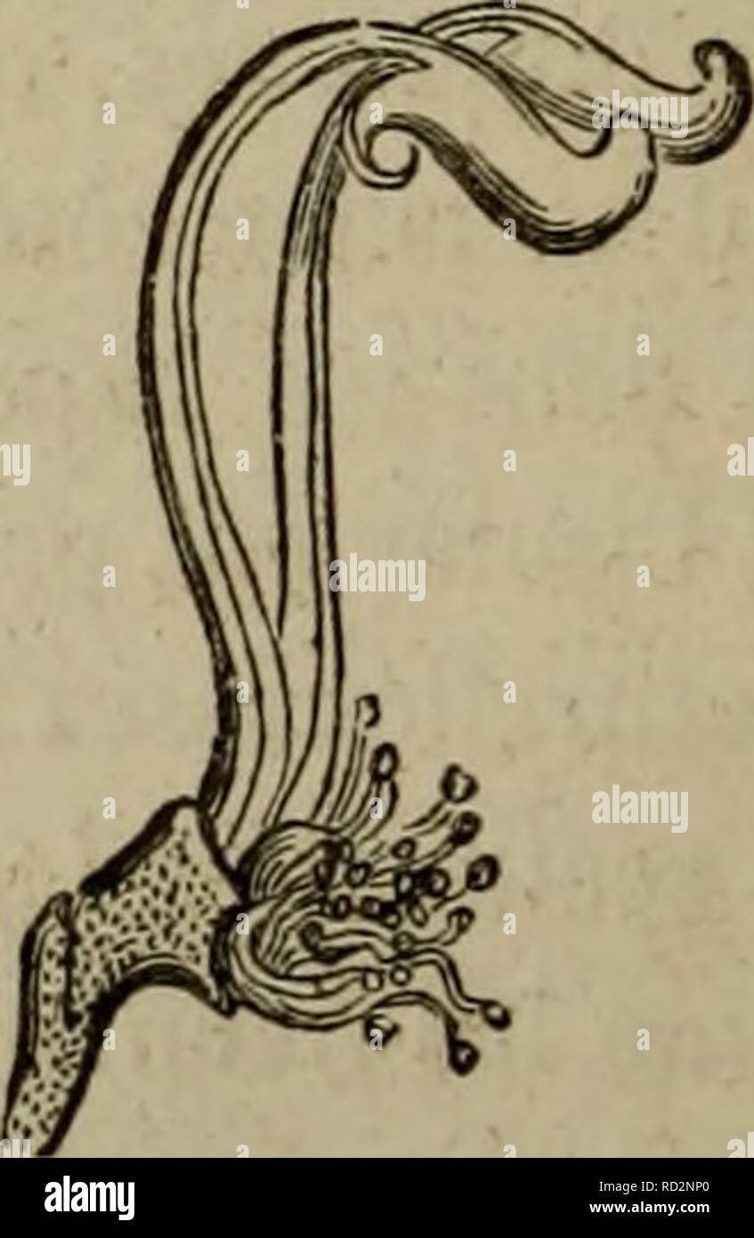 . De la fÃ©condation naturelle et artificielle des vÃ©gÃ©taux et de l'hybridation, considÃ©rÃ©e dans ses rapports avec l'horticulture, l'agriculture et la sylviculture, contenant les moyens pratiques d'opÃ©rer l'hybridation et de crÃ©er facilement des variÃ©tÃ©s nouvelles. La fertilisation des plantes ; l'hybridation des plantes. Grav. 50. ¯oniluiu Lniiiieiis AÃ â. (Jrav. 31. Â l'Ã©lalfs cucullÃ©s el orga- nes de la fÃ©condaiion d'un Aconit. taies avec les doigts, pour Ãªtre Ã portÃ©e de saisir toutes les Ã©tamines, dont celles qui ont rÃ©pandu le pollen se dÃ©jettent. Veuillez noter que ces images sont ext Banque D'Images