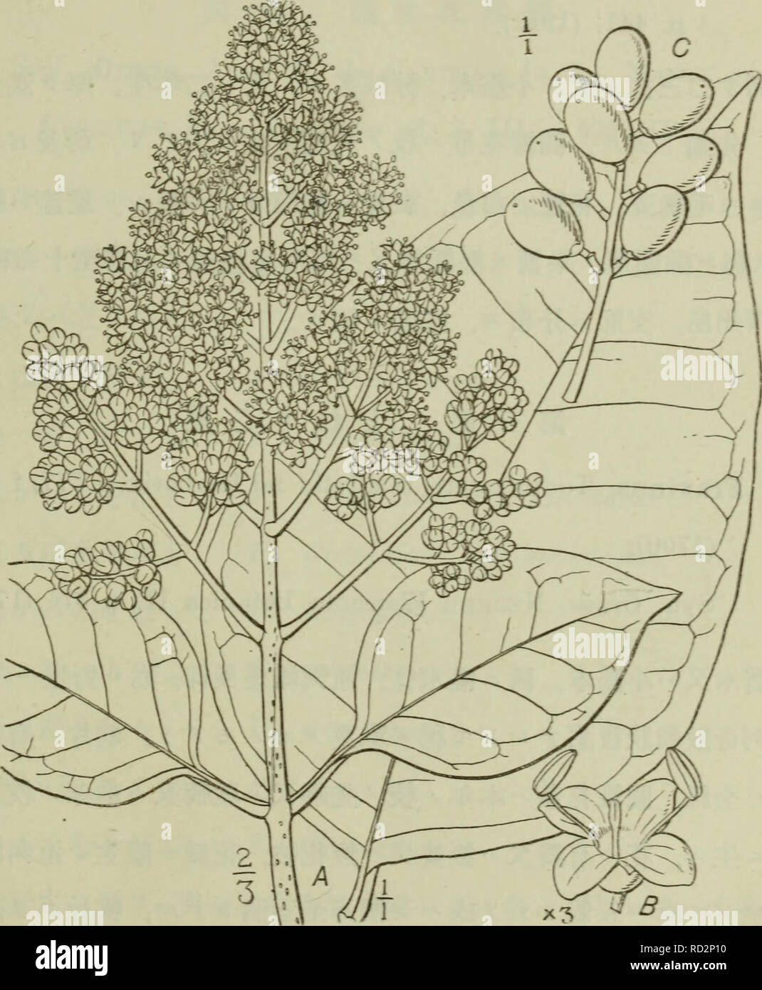 Dai Nihon Jumokushi Arbres Arbustes Ae C C C2s7 1s3 2 L Olea Davata Theaaa Lneiai S G Dox Dictionnaire P 49 Isjsj Ligustridium Japonicum Spach Histoire Des Vegetans Yiii P 2 P P 1844