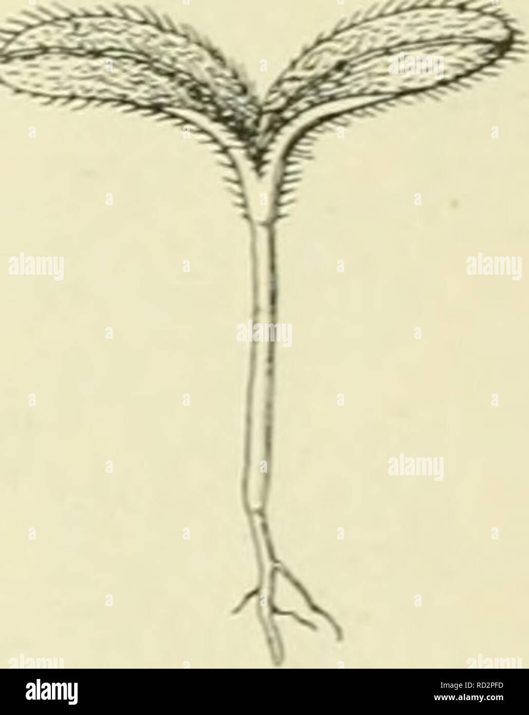 . De flora van Nederland. Les plantes. FAMILIE 92. - BORAGINACEAE. En afgescheiden verzamelt - 87 zich in den bodeFii van den cylindre, die door de helmdraden wordt gevormd. Honigzoekende avec un noeud insecten beneden zich aan de bloem en moeten hun slurf tusschen 2 meeldraden wringen porte. Hechten zij zich met de voorpooten stoutmoedig zoo vaste, dat kop en slurf dicht bij den voet, demi-cirkelvormig gekromde het doch den achterlijf top van den kegel komen te staan. Zij pakken nu met de klauwen uitsteeksel helmdraad het van den den daarmede trekken en gepakten meeldraad betterave van zijn buurman weg, maar o Banque D'Images