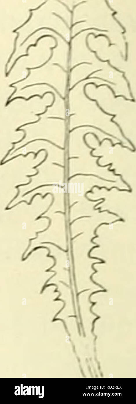 . De flora van Nederland. Les plantes. Fig. 65. fc =^.. Veuillez noter que ces images sont extraites de la page numérisée des images qui peuvent avoir été retouchées numériquement pour plus de lisibilité - coloration et l'aspect de ces illustrations ne peut pas parfaitement ressembler à l'œuvre originale.. Heukels, Hendrik, 1854-1936. Leiden : N. c. from librairie en drukkerij voorheen D. J. Brill Banque D'Images