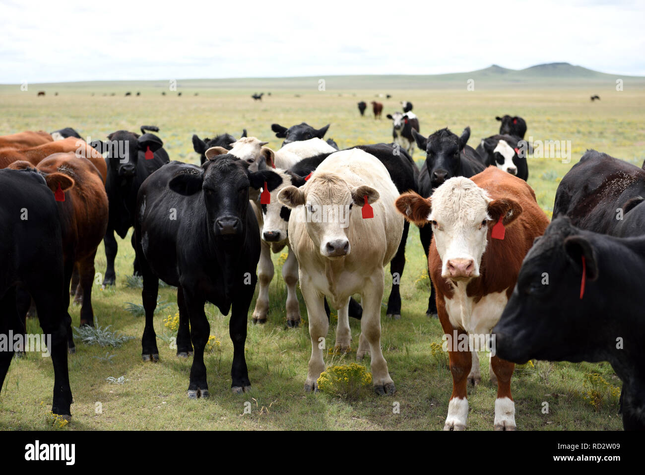 Troupeau de pâturage du bétail sur un ranch au Nouveau Mexique, USA. Banque D'Images