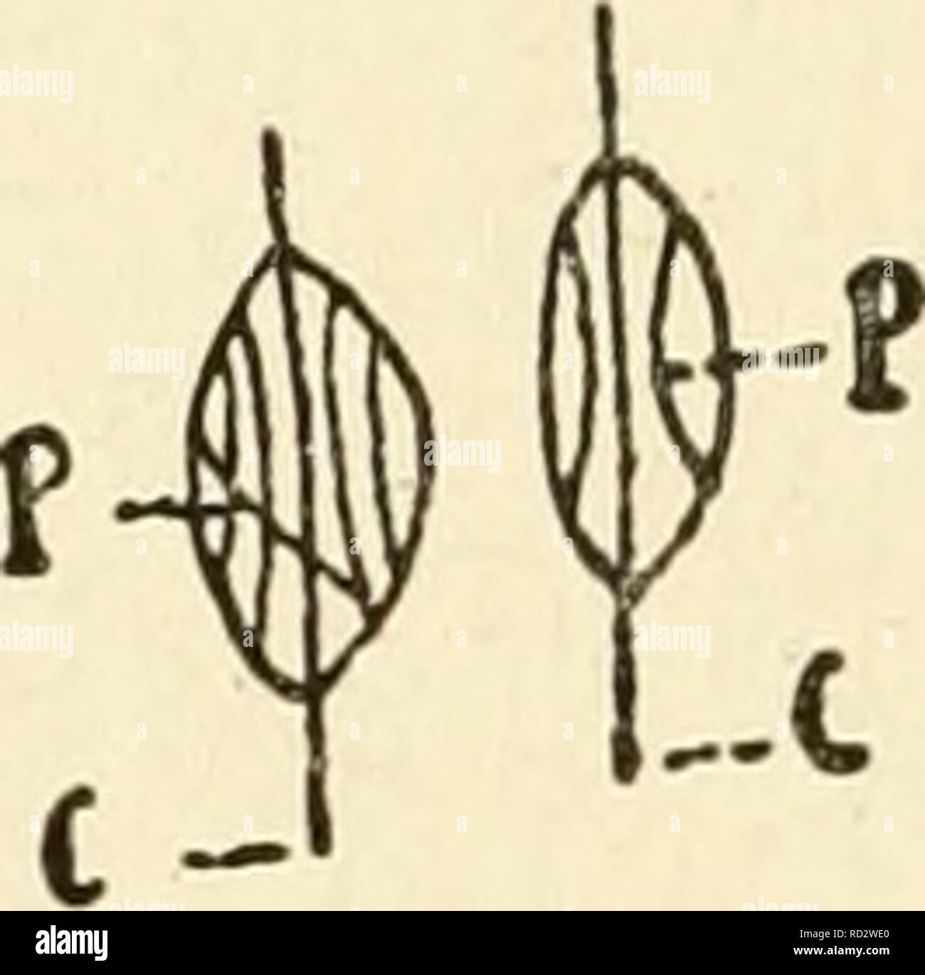 . Le cytoplasme de la cellule végétale. Les cellules et les tissus des végétaux ; le protoplasme. Fig. 15. Inclusions - des plastes. 1, chloro- plastes dans les cellules épidermiques de Hedera feuilles. 2- roplasts, chlo en parenchyme palissadique des feuilles d'Aehy- ranthes Verschaffelti. 3, les leucoplastes dans Warszetvickzii les jeunes bourgeons de Carina. Un, l'amidon ; C, protéine crys- talloids. 4, chromoplastes dans la fleur de Neottia Nidus-avis. C, carotinoid cristal ; P, protéines crys- talloid. (Après Schimper). dans les crochets, courbé délicatement les spirales ou des tiges minces. Parfois, ils apparaissent sous forme de tableaux, triangulaire ou rectangulaire, tubes creux ou en spirale ri Banque D'Images