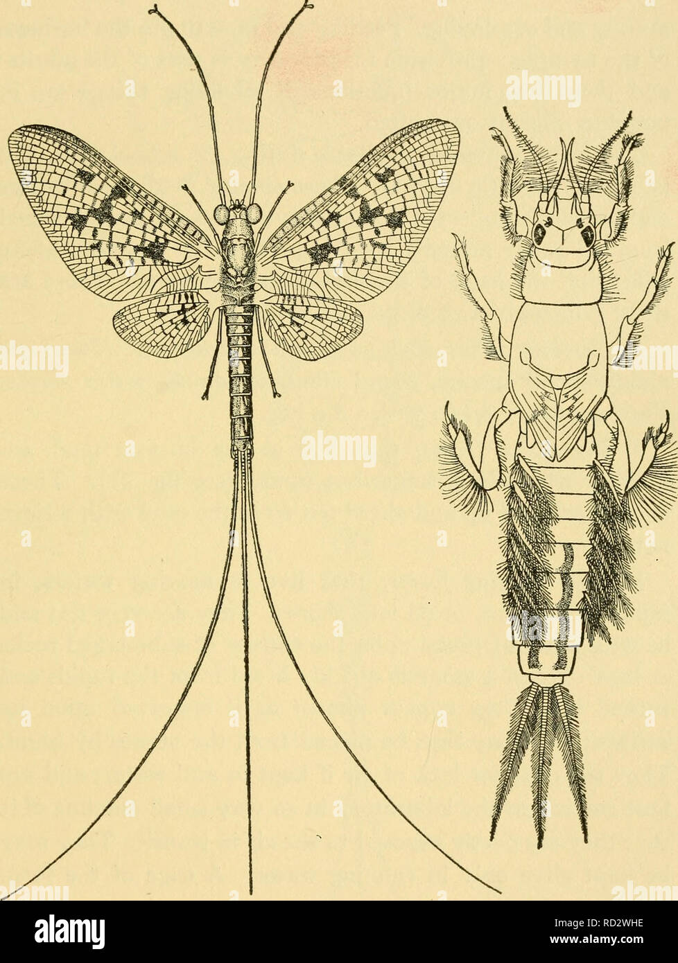 . Leçons élémentaires sur les insectes. Les insectes. EPHEMERIDA 61. Fig. 21.-l'éphémère (Ephemera simulans, nymphe et adulte (Dessin byIC.|H. Kennedy).. Veuillez noter que ces images sont extraites de la page numérisée des images qui peuvent avoir été retouchées numériquement pour plus de lisibilité - coloration et l'aspect de ces illustrations ne peut pas parfaitement ressembler à l'œuvre originale.. Needham, James G. (James George), 1868-1956. Springfield, Illinois , Baltimore, Maryland, C. C. Thomas Banque D'Images