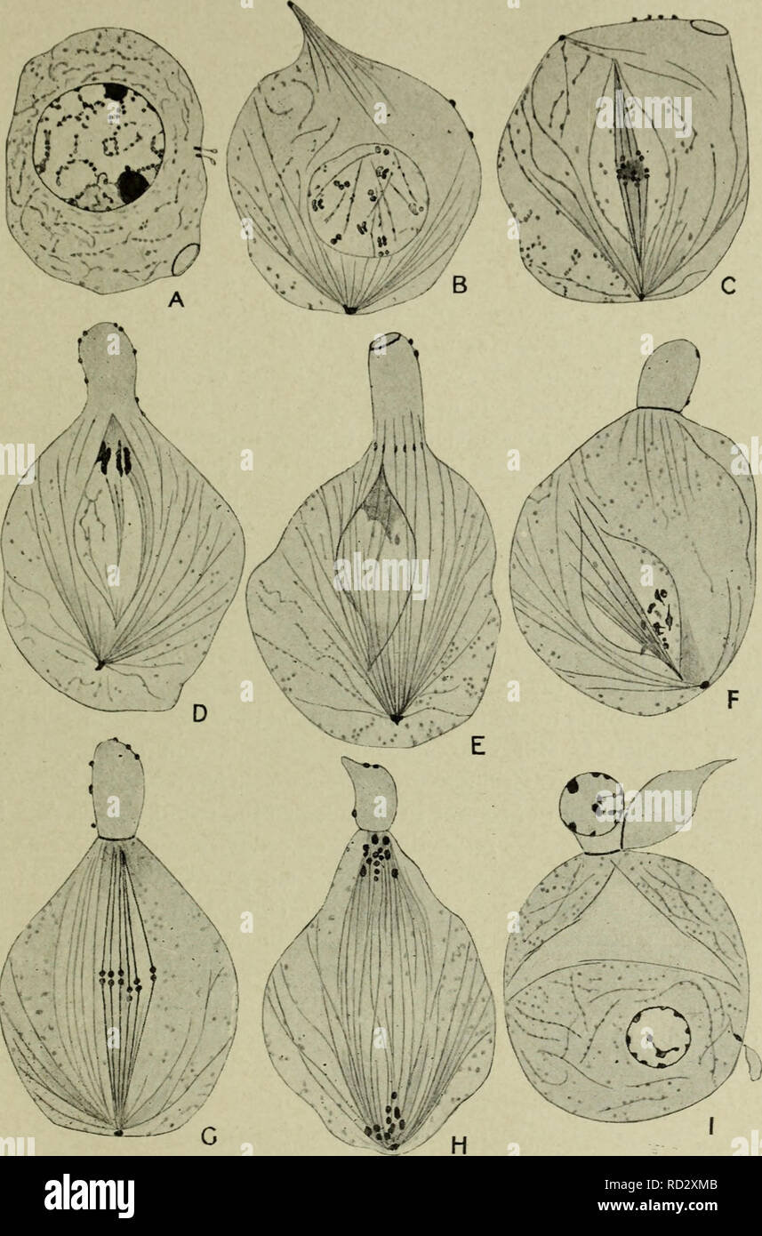 . La cytologie, avec une référence particulière à la noyau de métazoaires. Les cellules. Parthénogenèse 93 abeille est étrange, et ne semble avoir aucune relation significative. Fig. 43. La phase de la méiose dans le bourdon de la Honey-bee (Apis mellifica). (Après Meves, A.m.A., 1907.), un spermatocyte primaire ; B, la prophase I. ; C, tentative de la métaphase I. ; D, E, de dégénérescence de la figure mitotique, début de la division cellulaire ; F, prophase II. La cellule a terminé sa division en un plus grand et un plus petit nucléées nucléées non partie. G, métaphase II. : H, l'anaphase II. ; J'ai divisé en deux cellules, les spermatides inégales. Le non Banque D'Images