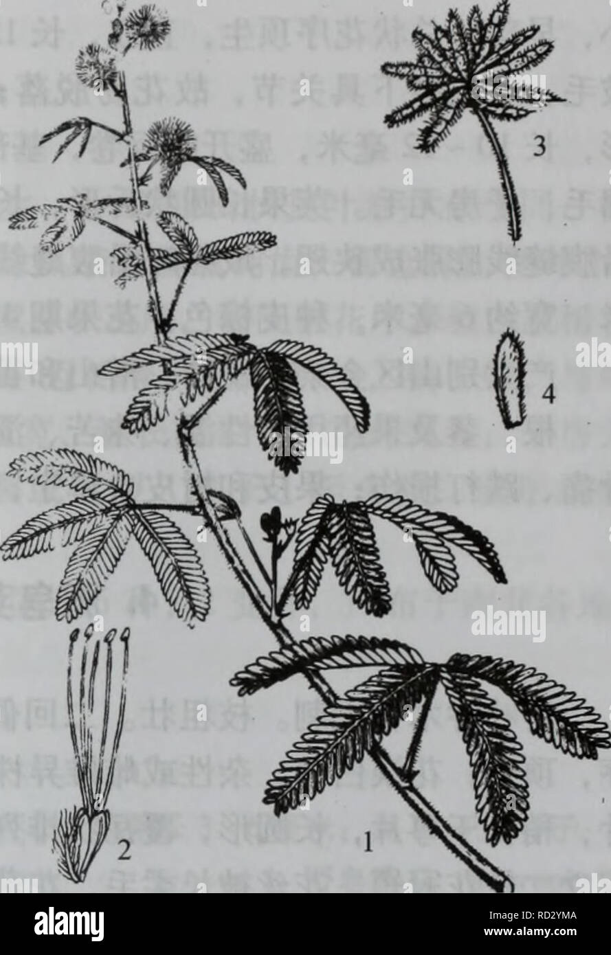 Da Zhi Shan Bie Wu Zhi Botanique A A A Amp C 571 Leguminosae A A A Aºae A 1c A A C Ei A 810 Mimosa Pudica L Aºcc Eae I E E 1 A C Aec I A C ei Caa Aeae A Ac Caa Aºaacaºae Ce C A A Aea Ai C Ca A E I Aec 2a Aeaaºae Aea A E