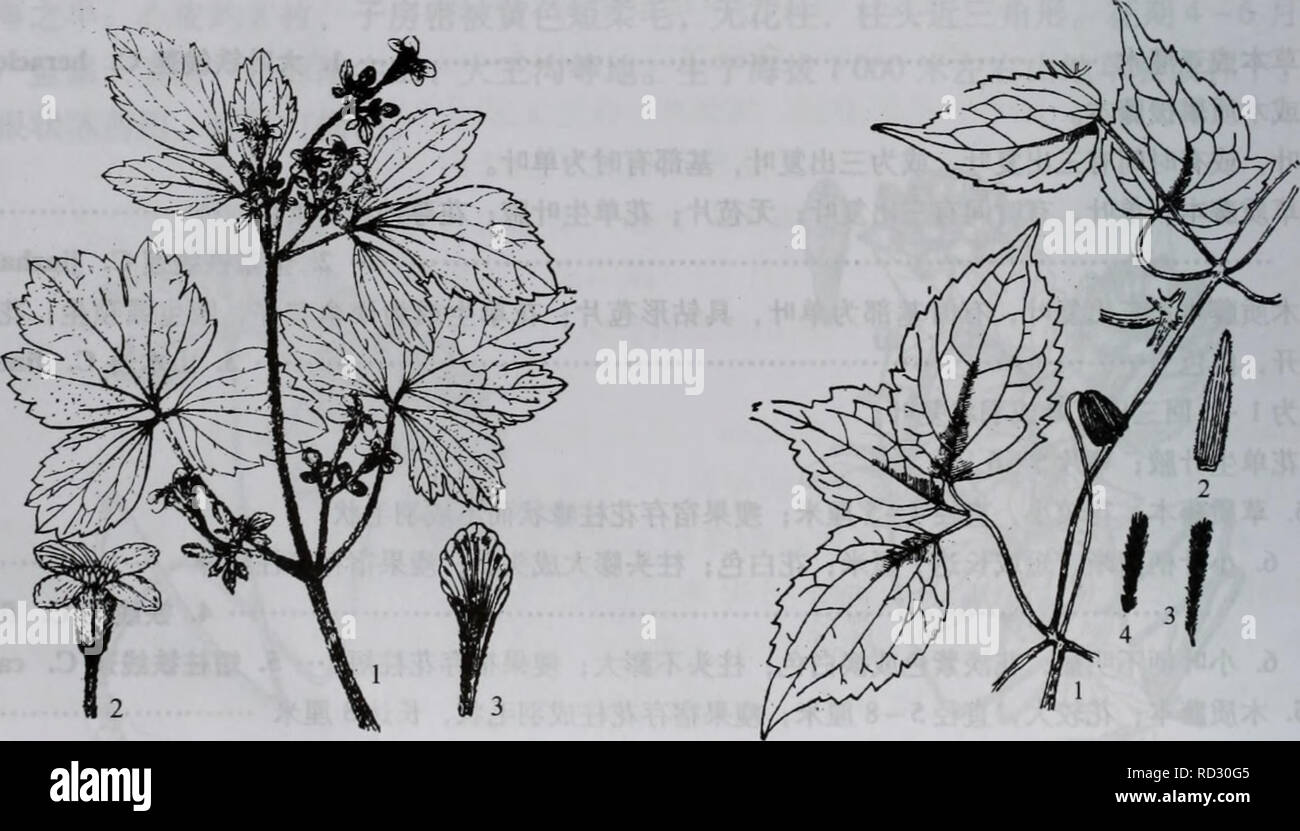 . Da zhi shan bie Wu Zhi. botanique. 404¤§å å"å±±æ¤ç©å¿ 7.åé¥ç¶èä¼ååºaeèä¼è åºï¼ Åç¾½ç¶12±å¶aeå ¼Aeä¤å'åºå¤¶å ã 8. ¶Åç¾½ç 1 2å å¶aeå¤¨åç¾½ç1º ä'¶¤å å¶ã 9. Åç¾½ç¶¤12å å¶ï¼å¶5°å  15aeï¼è¼ç6 8.æ±aeéçº è²C¿. uncinata 9. Å ä'¨¶åç¾½ç1º¤¶ï¼å å å å å°¶aeï¼è¼ç54ã 10. Å°aeçè¯ï¼å ¢"æ å¶¨è¾¹ç¼å° ç¼ï¼è¯¿è¾é±è¿ï¼é¯ 26æ"ç±³Ã¶å¹²ååé 11.Å"ï¼è è¾å Ï¼ç'±°kroměříž1 2cm.9 çµä¨å"C. chinensis 11¶å¹²åä.å'åé ï¼è È¾å«¤§ï¼ç±'å¾1.5 3åç±³ 10.éçº è²C¿¥åé. temiHora aeå 10.å°¯è¢"ç½è²ç¯ï¼å-aeae°ç'è¾¹ç¼aeç²å¤§é½¿ 11 é.ç²é½ éçº¿è²C argentilucida¿. 8. Âè³äºåä åºå¤å'¶¼Aeç¾½Ç¶¤å å å¶ã 12 åºè Çï¼å.è±è¨åºåaeå¤1æ±å¯¹Å¶¶èçï¼è è¼ç²çº ç¢è²è³ç'±"çº È²ï¼éèè'±ä'è¢"aeae¯¯èéçº.ae 12 è²C¿. Banque D'Images