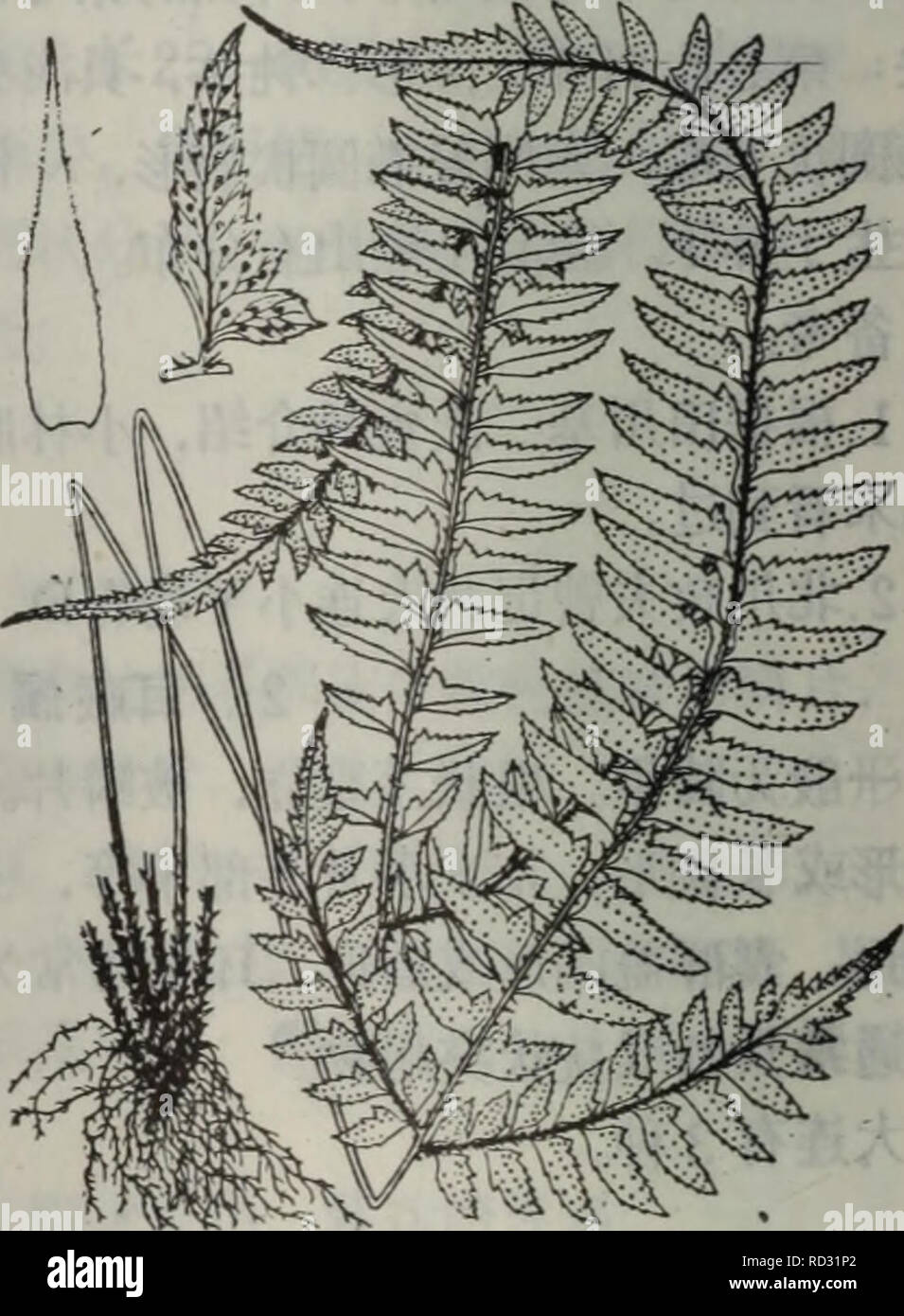 . Da lian zhi wu zhi di qu. botanique. 50. Veuillez noter que ces images sont extraites de la page numérisée des images qui peuvent avoir été retouchées numériquement pour plus de lisibilité - coloration et l'aspect de ces illustrations ne peut pas parfaitement ressembler à l'œuvre originale.. da lian di zhi wu zhi bian qu xie zu da lian zi ran bo wu guan. Banque D'Images