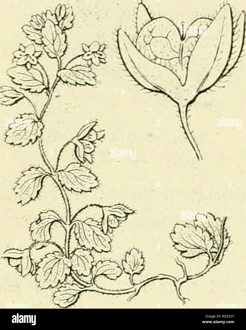 . De flora van Nederland. Les plantes. 168 SCROPHULARIACEAE. FAMILIE 94.. Veronica agrestis Fik'. 204. Voorkomen en Europa fr dans Nederland. Usine de komt in a general sense dans bouwlanden dans Europa voor ons zeldzaam en est bij. V. agrestis i) L A K'kereereprijs (fig. 204). Cette plante est meest lichtgroen en min de meer kortbehaard. Uit den penwortel opstijgende stengels komen liggende de langwerpig eironde, mourir à bladen dragen welke, afgeknotten hartvormigen een de voet hebben een kort, gesteeld gezaagden gekartelden en een de rand hebben. De bloemen zijn klein fr staan alleen op oksel- standige stelen, die korter Banque D'Images