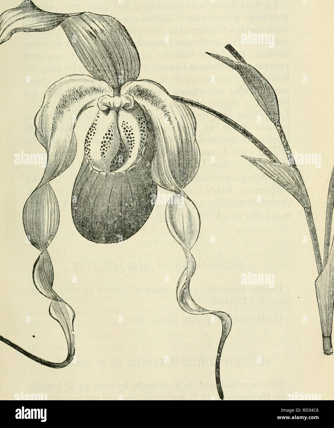 . Cypripedium, Selenipedium &AMP ; Uropedium. Monographie comprenant la description de toutes les espèces, variétés et hybrides en vigueur jusqu'à ce jour. Cypripedium ; Selenipedium. 491 ALBOPURPUREUM SELENIPEDIUM. Rchb.f. Heure d'hvbride est un des plus beaux, il a été gagné par. Selenipedium. albopurpureum. Veuillez noter que ces images sont extraites de la page numérisée des images qui peuvent avoir été retouchées numériquement pour plus de lisibilité - coloration et l'aspect de ces illustrations ne peut pas parfaitement ressembler à l'œuvre originale.. Desbois, F. Gand, Meyer-Van Loo Banque D'Images