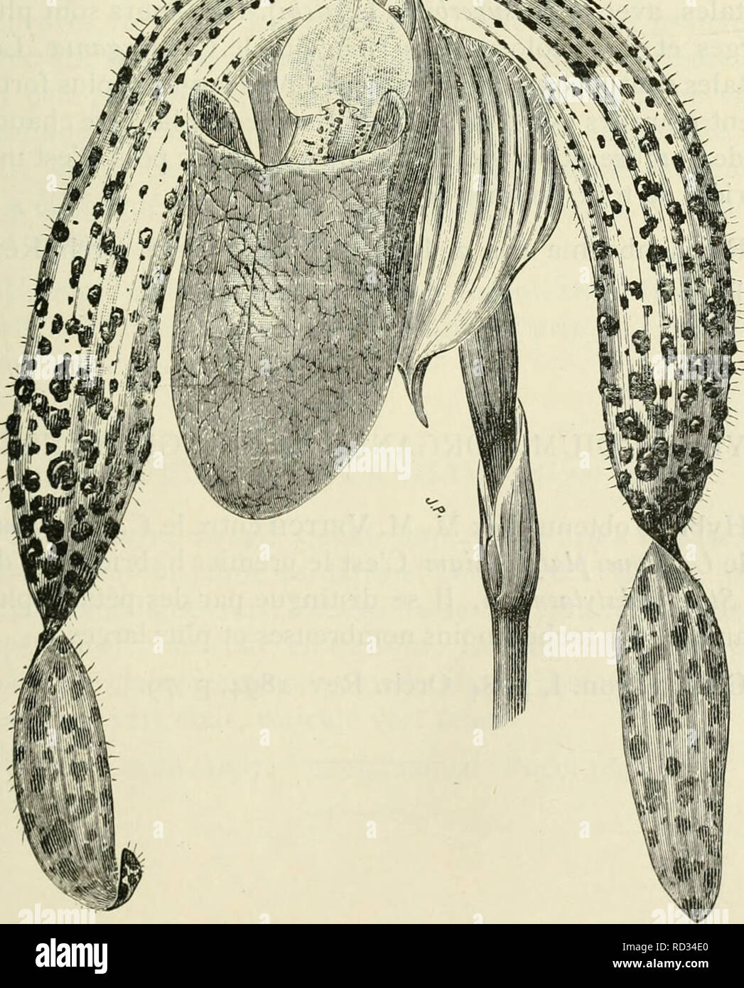 . Cypripedium, Selenipedium &AMP ; Uropedium. Monographie comprenant la description de toutes les espèces, variétés et hybrides en vigueur jusqu'à ce jour. Cypripedium ; Selenipedium. Cypripedium. iNforganiae. Veuillez noter que ces images sont extraites de la page numérisée des images qui peuvent avoir été retouchées numériquement pour plus de lisibilité - coloration et l'aspect de ces illustrations ne peut pas parfaitement ressembler à l'œuvre originale.. Desbois, F. Gand, Meyer-Van Loo Banque D'Images