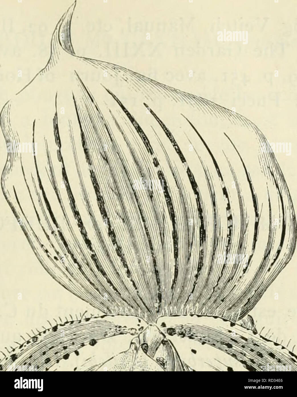 . Cypripedium, Selenipedium &AMP ; Uropedium. Monographie comprenant la description de toutes les espèces, variétés et hybrides en vigueur jusqu'à ce jour. Cypripedium ; Selenipedium. - 349 -. Veuillez noter que ces images sont extraites de la page numérisée des images qui peuvent avoir été retouchées numériquement pour plus de lisibilité - coloration et l'aspect de ces illustrations ne peut pas parfaitement ressembler à l'œuvre originale.. Desbois, F. Gand, Meyer-Van Loo Banque D'Images