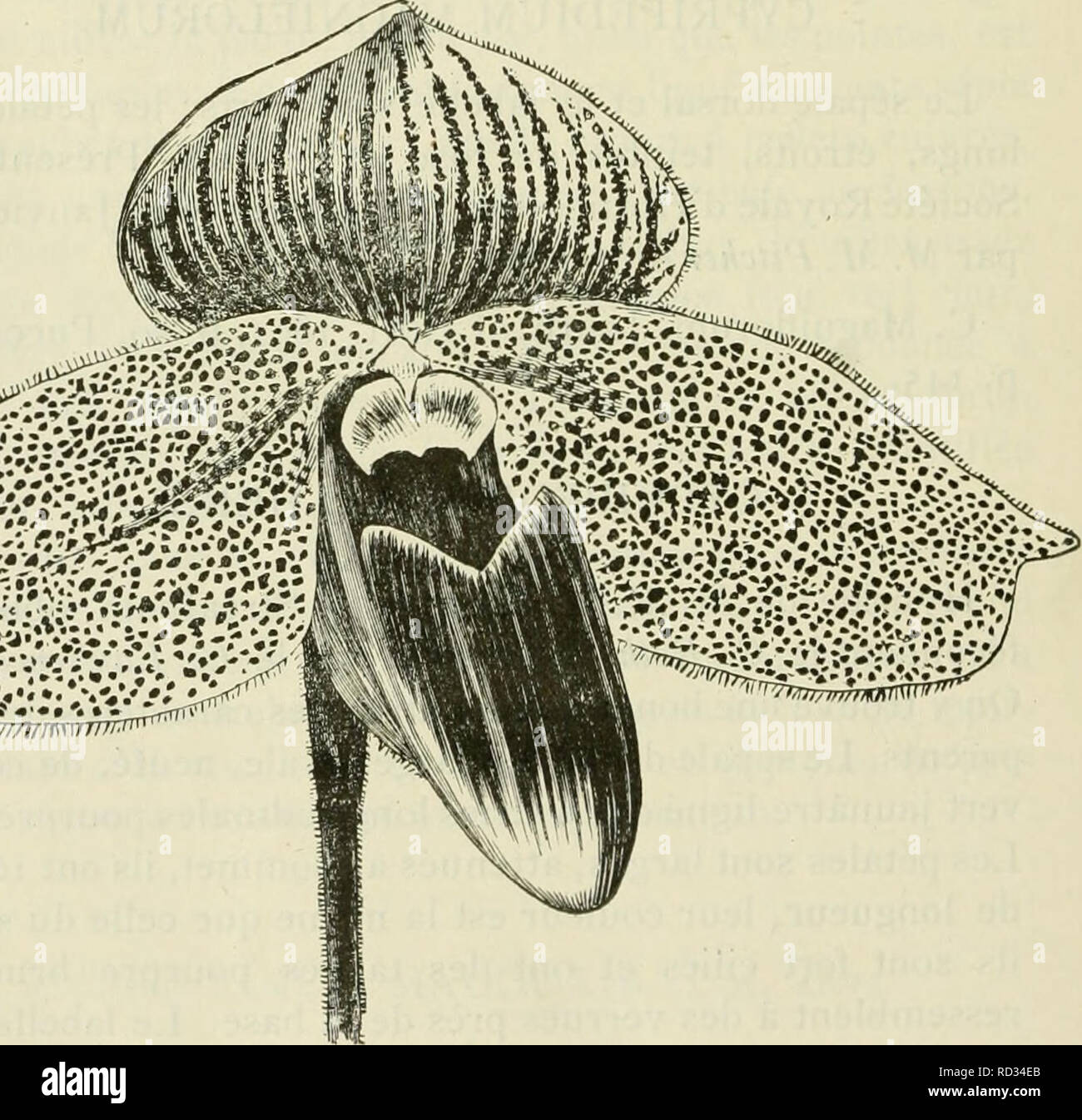 . Cypripedium, Selenipedium &AMP ; Uropedium. Monographie comprenant la description de toutes les espèces, variétés et hybrides en vigueur jusqu'à ce jour. Cypripedium ; Selenipedium. ^^^rmvi »» «. Cypripedium Marcliioness de Salisbury. St-Albans, entre le 0. bellatulum fécondé par le C. barbatum. Veuillez noter que ces images sont extraites de la page numérisée des images qui peuvent avoir été retouchées numériquement pour plus de lisibilité - coloration et l'aspect de ces illustrations ne peut pas parfaitement ressembler à l'œuvre originale.. Desbois, F. Gand, Meyer-Van Loo Banque D'Images