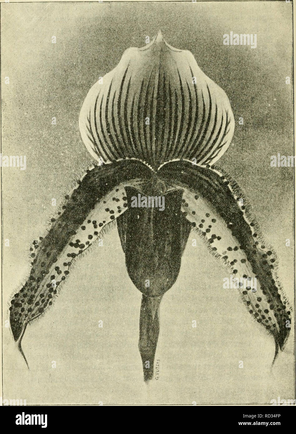 . Cypripedium, Selenipedium &AMP ; Uropedium. Monographie comprenant la description de toutes les espèces, variétés et hybrides en vigueur jusqu'à ce jour. Cypripedium ; Selenipedium. - I8o -. Cypripcdium- vni d'Excelsior. Mars.. Veuillez noter que ces images sont extraites de la page numérisée des images qui peuvent avoir été retouchées numériquement pour plus de lisibilité - coloration et l'aspect de ces illustrations ne peut pas parfaitement ressembler à l'œuvre originale.. Desbois, F. Gand, Meyer-Van Loo Banque D'Images